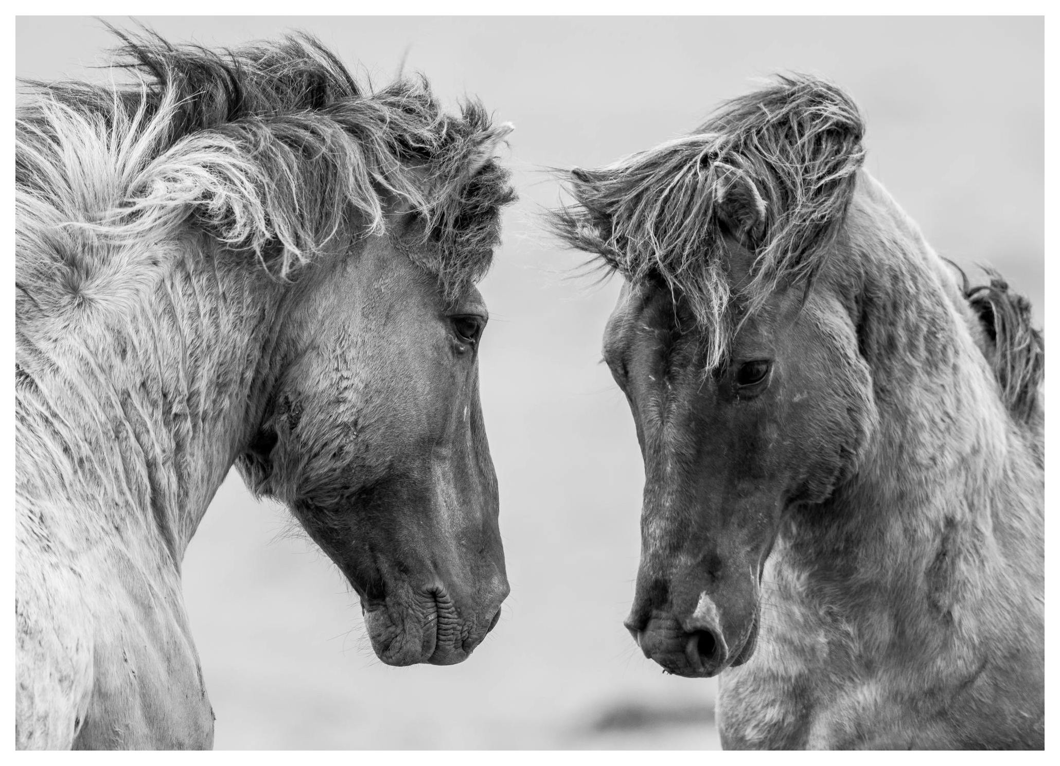 Wild Mustang Horses Poster (50x70 cm) - Poster Store