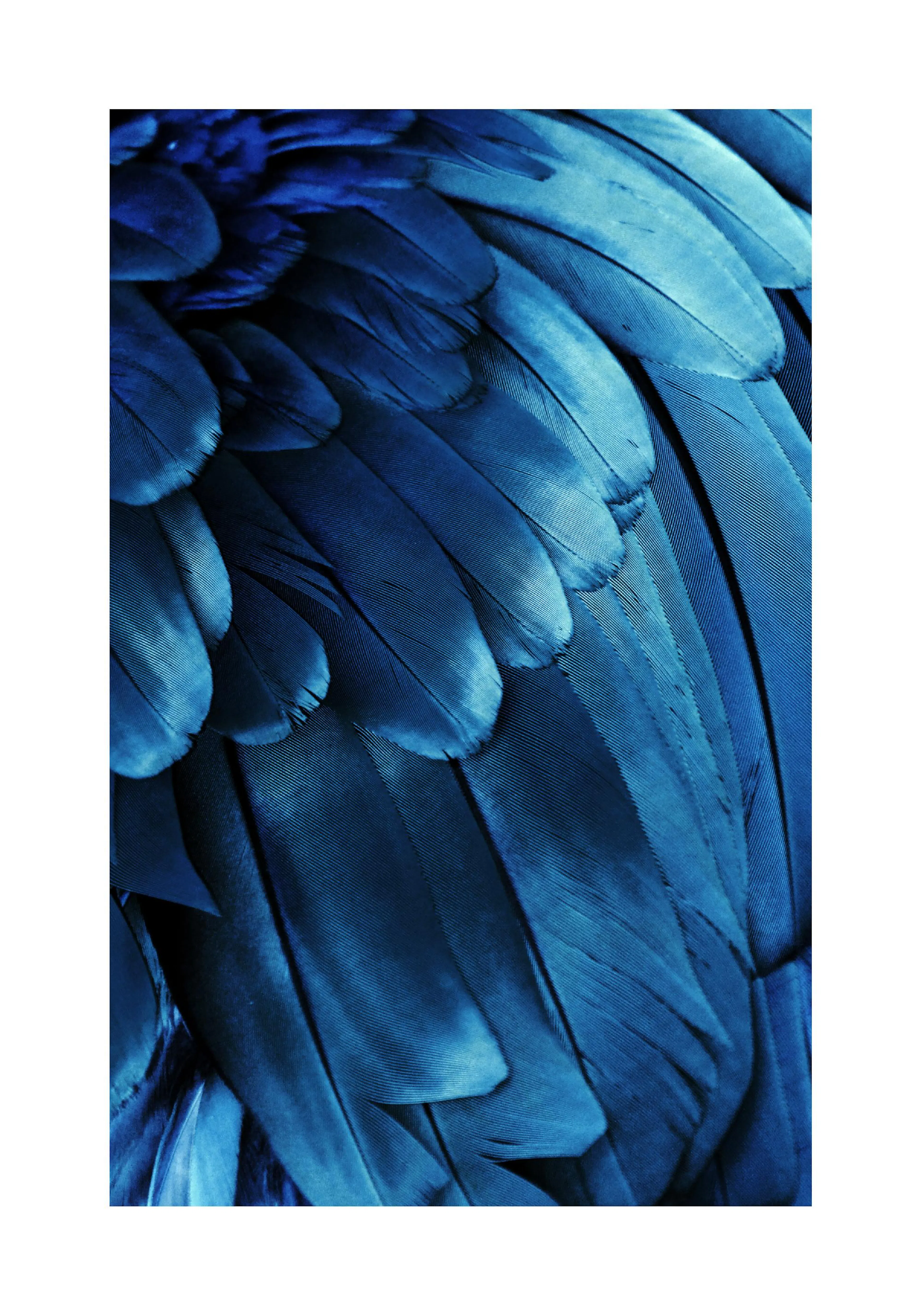 Plakát s detailním záběrem na modro-tyrkysové ptačí peří.