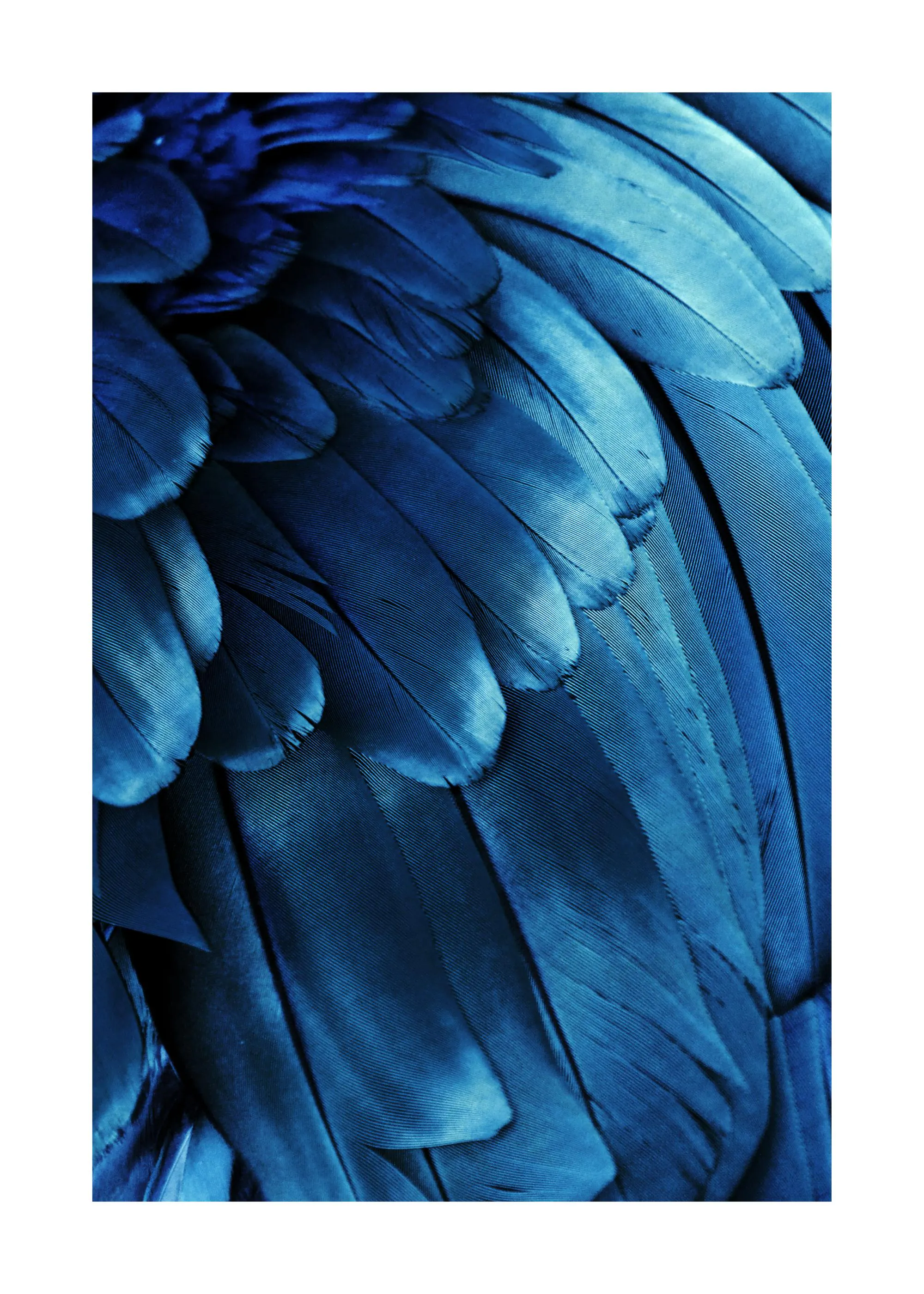 Plakát s detailním záběrem na modro-tyrkysové ptačí peří.