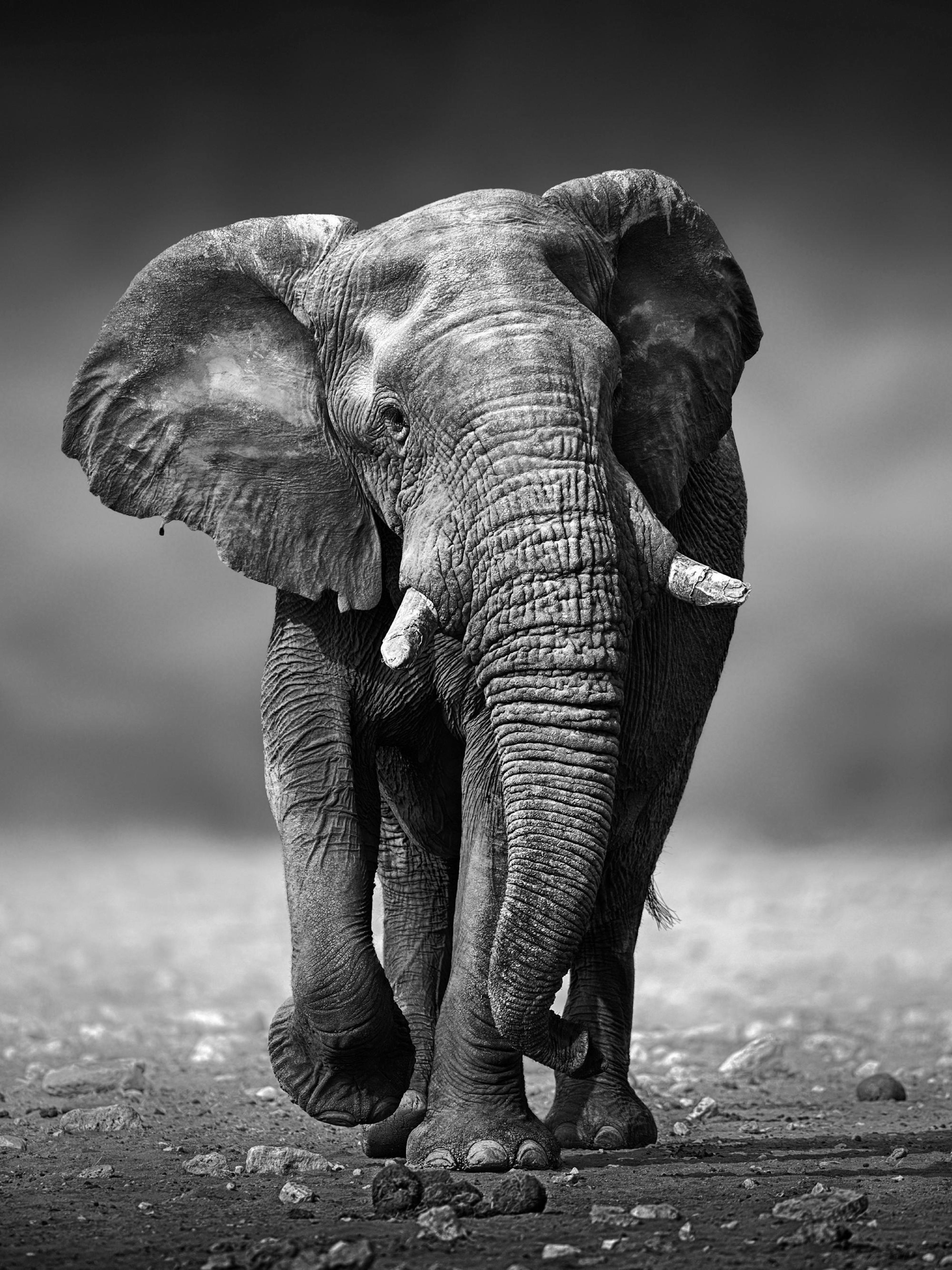 Póster de un elefante africano en blanco y negro, caminando de frente con las orejas extendidas y la trompa hacia abajo.