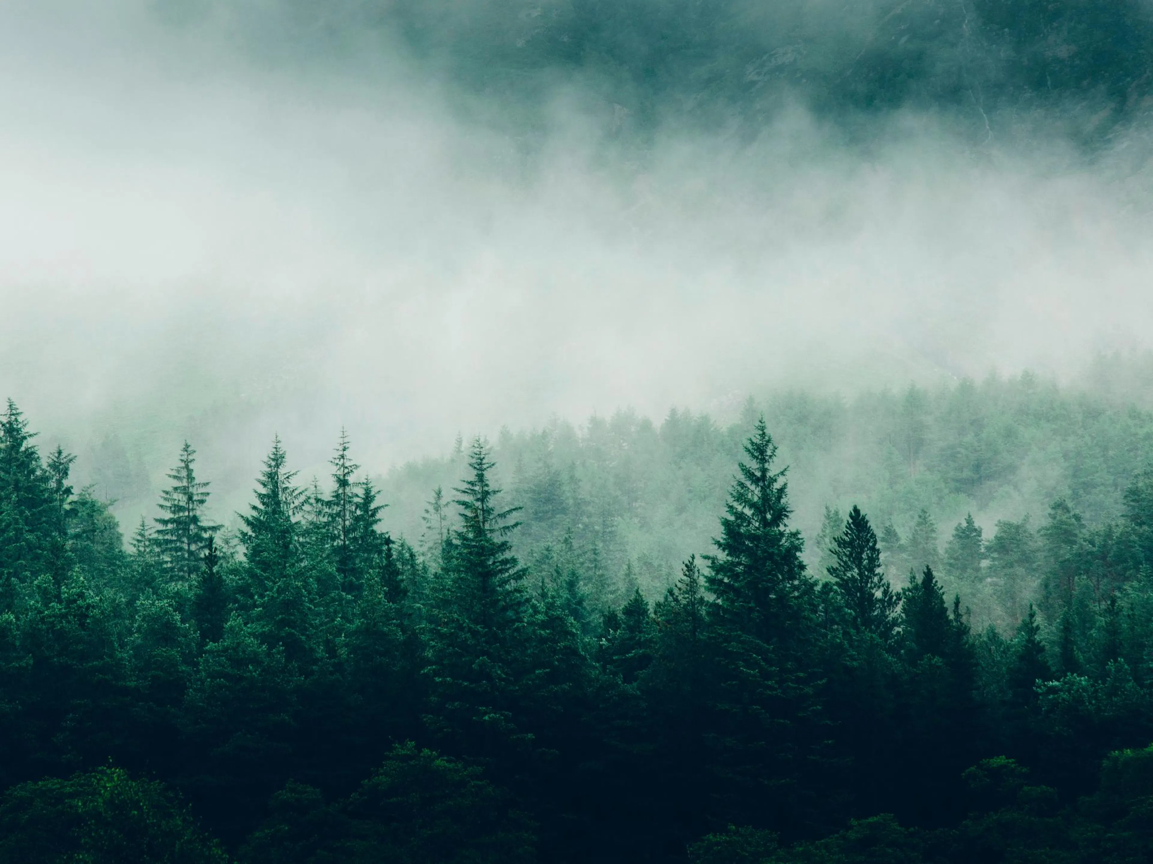 A poster featuring a dense forest of dark green pine trees shrouded in a thick layer of white fog.