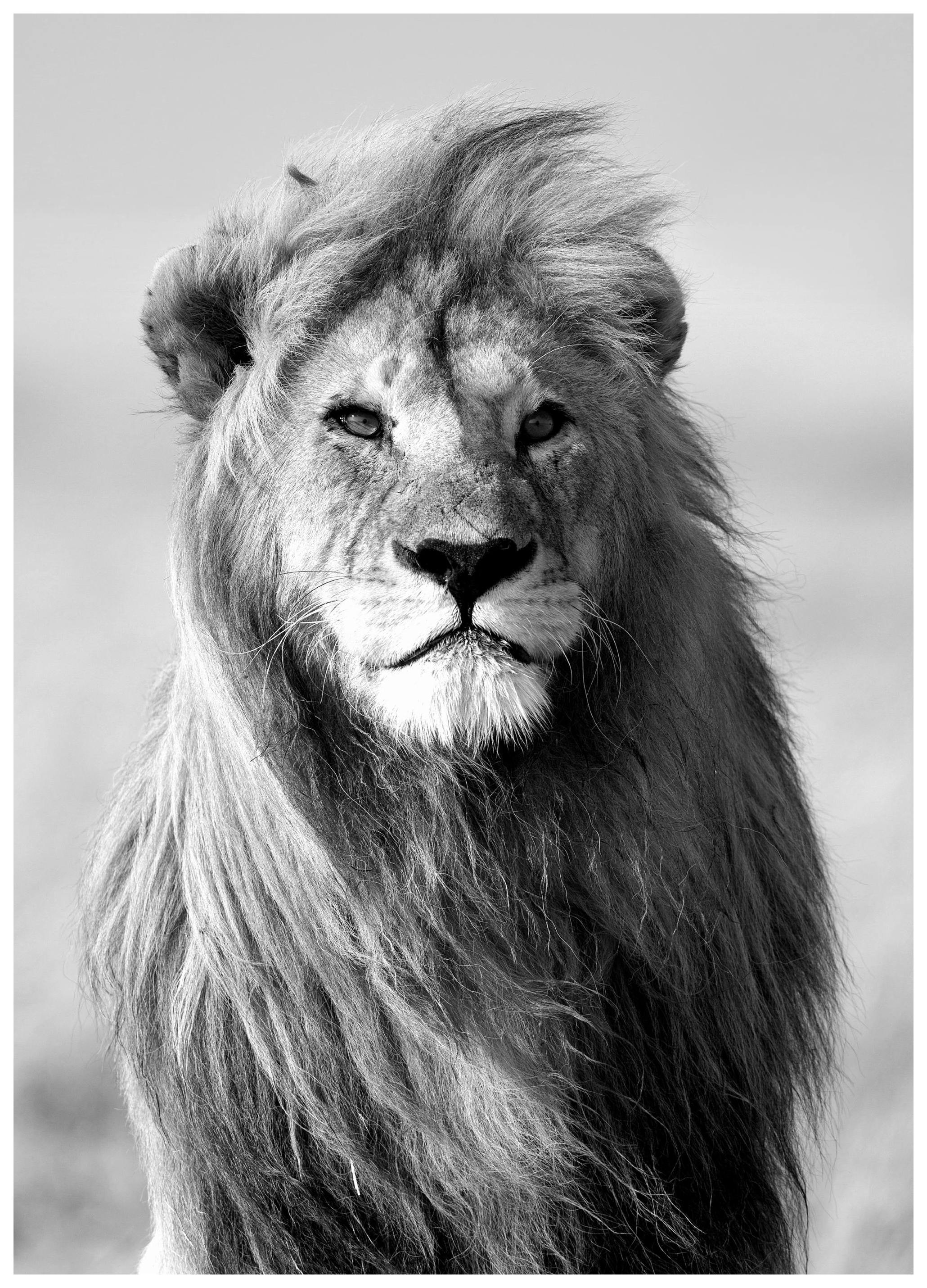 Majestic Lion Poster (70x100 cm) - Poster Store