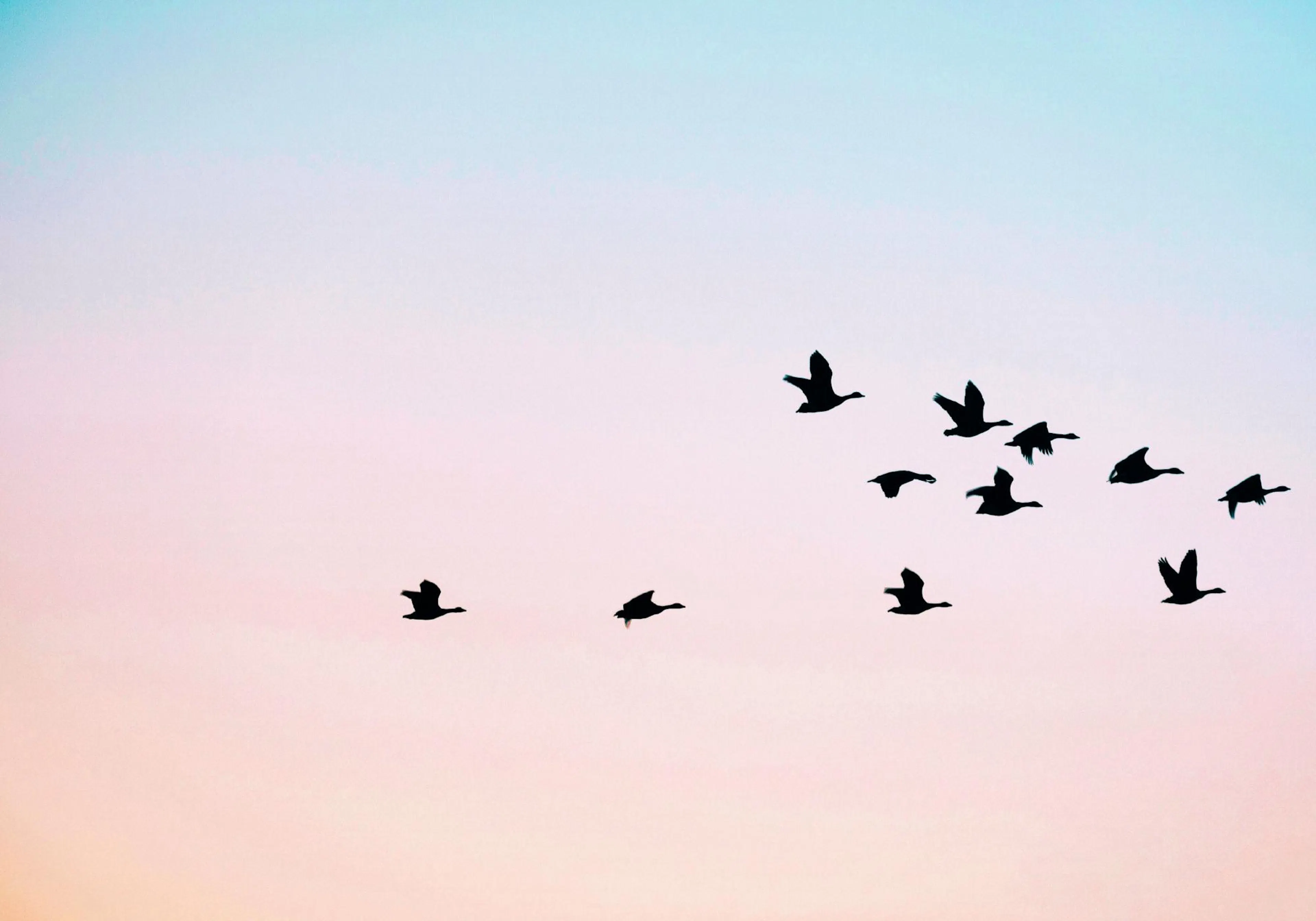 夕焼け空を飛ぶ鳥の群れのポスター。淡いピンクと水色のグラデーションが美しい空に、黒い鳥のシルエットが並びます。