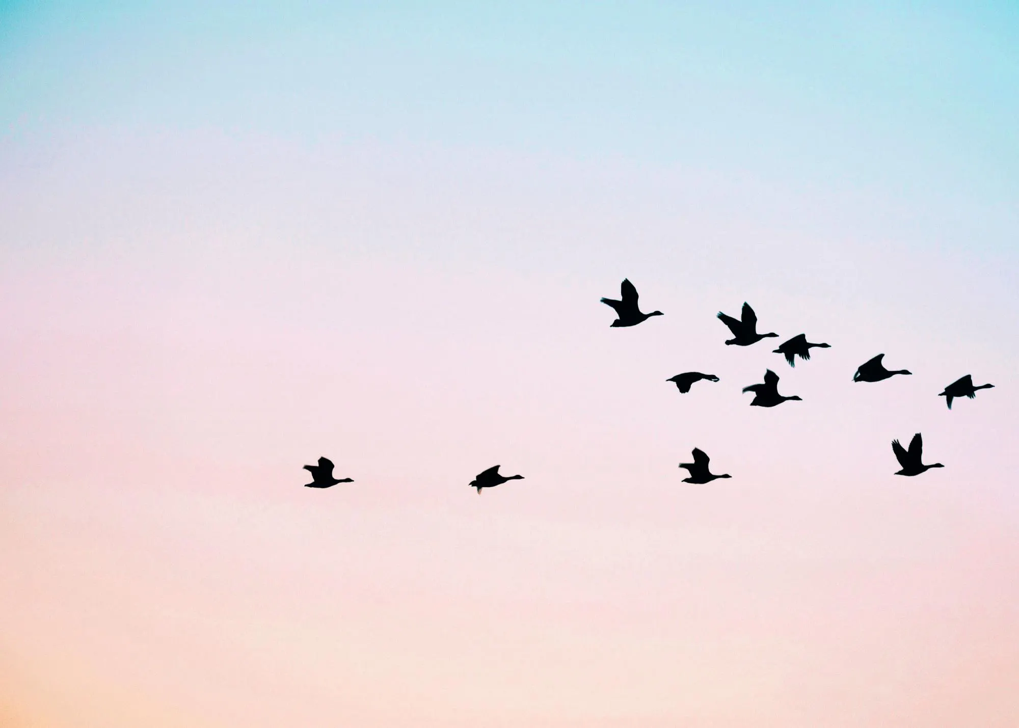 Plakát zobrazující siluety letících ptáků na pozadí oblohy s přechodem barev z modré do růžové.