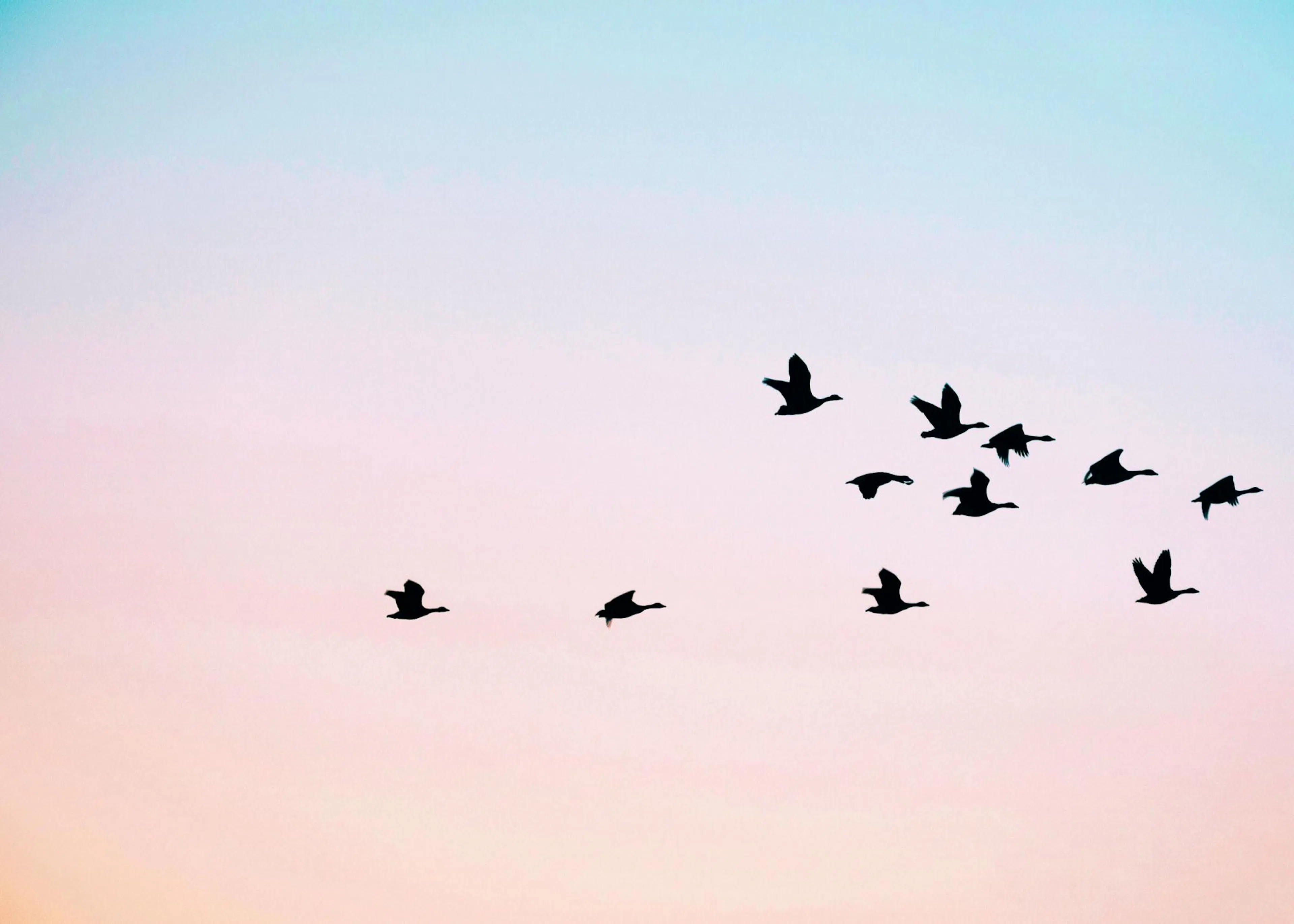Plakát zobrazující siluety letících ptáků na pozadí oblohy s přechodem barev z modré do růžové.