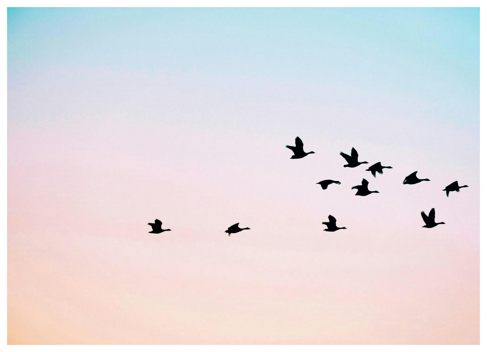 Sunrise sky birds Poster (21x30 cm) - Poster Store