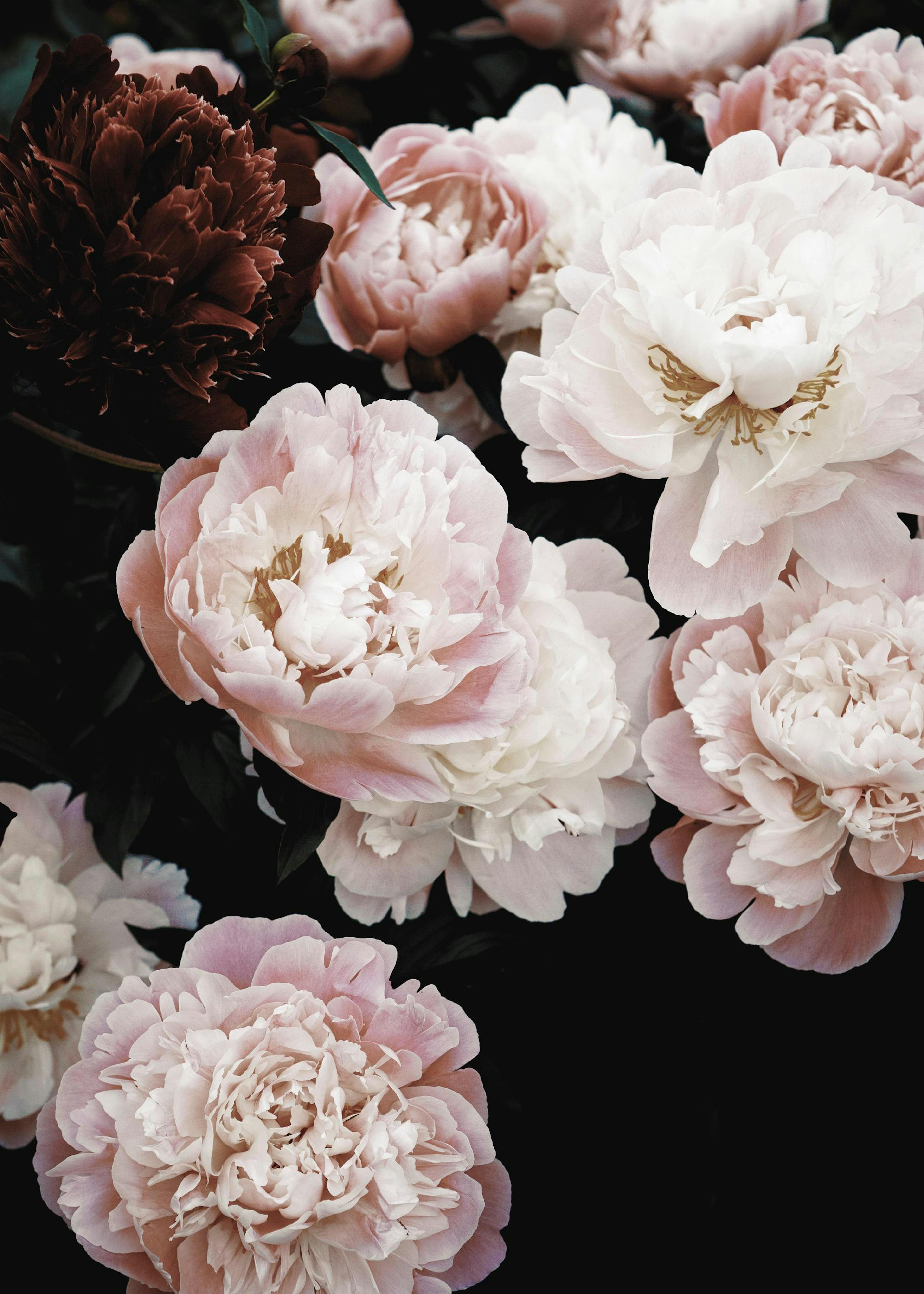 Spring Peonies Poster 0