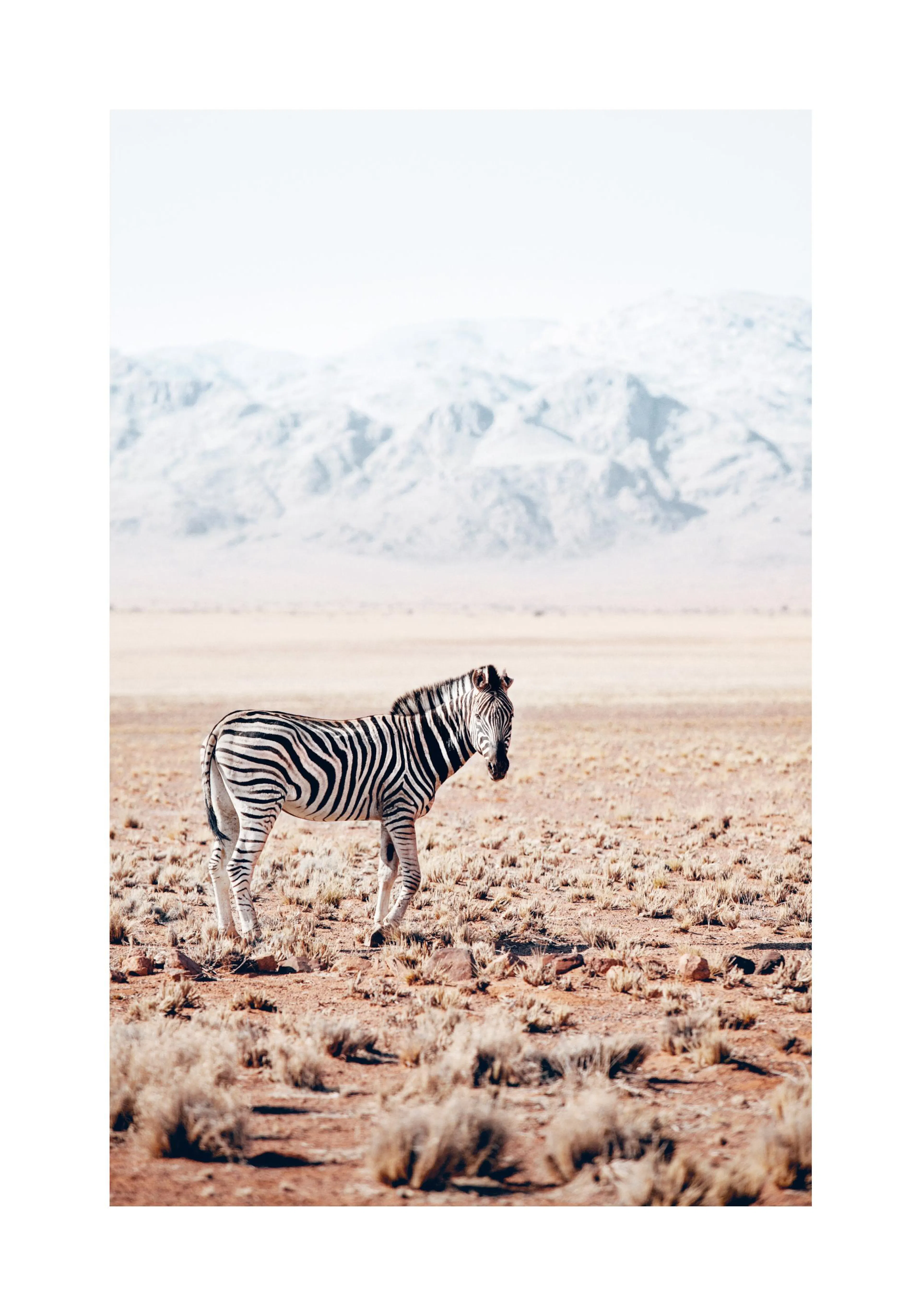 A poster featuring a lone zebra standing in a vast, arid landscape with mountains in the background.