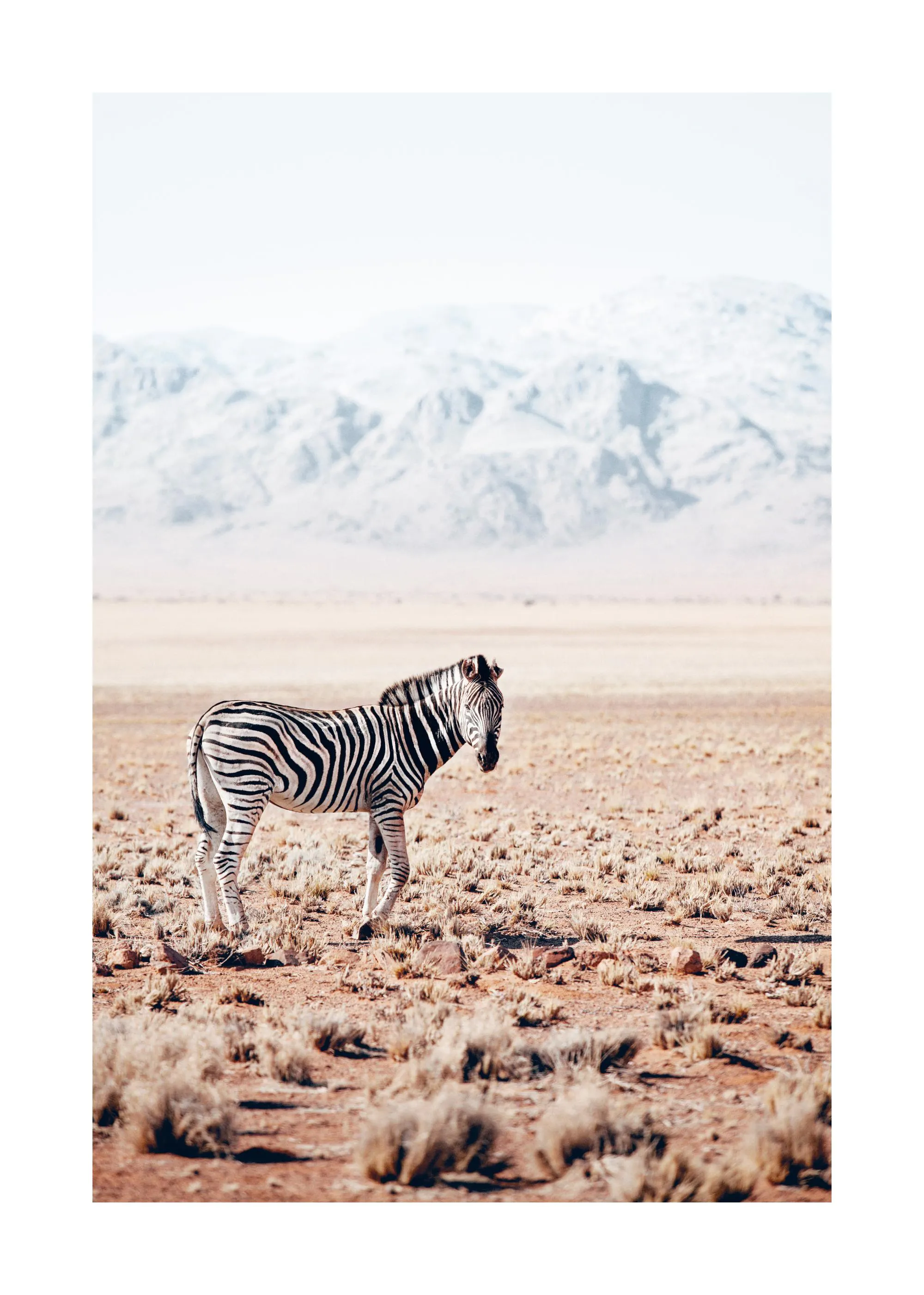 A poster featuring a lone zebra standing in a vast, arid landscape with mountains in the background.