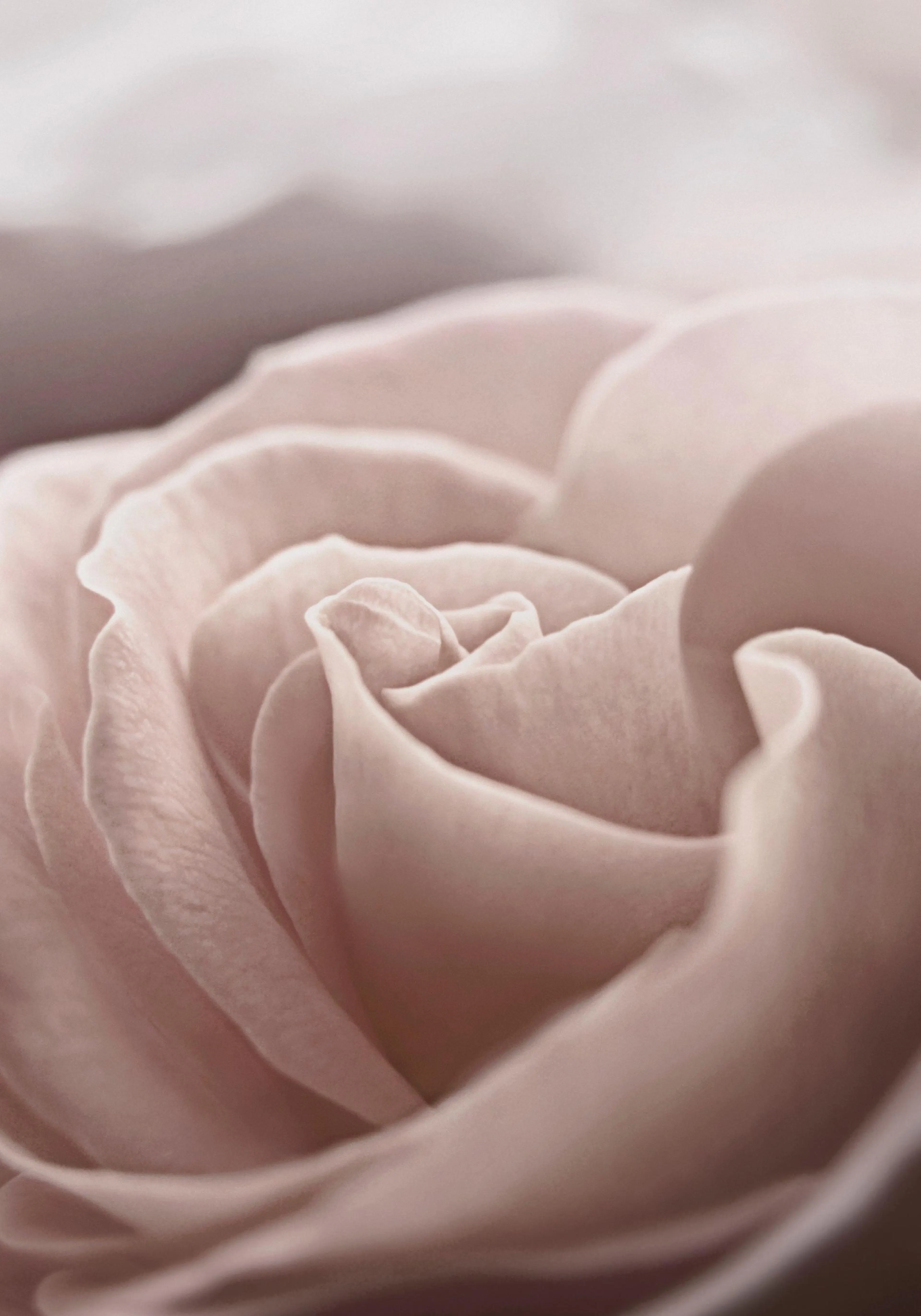 A close-up poster of a delicate rose in a soft, light pink hue with subtle shadows and gentle curves.