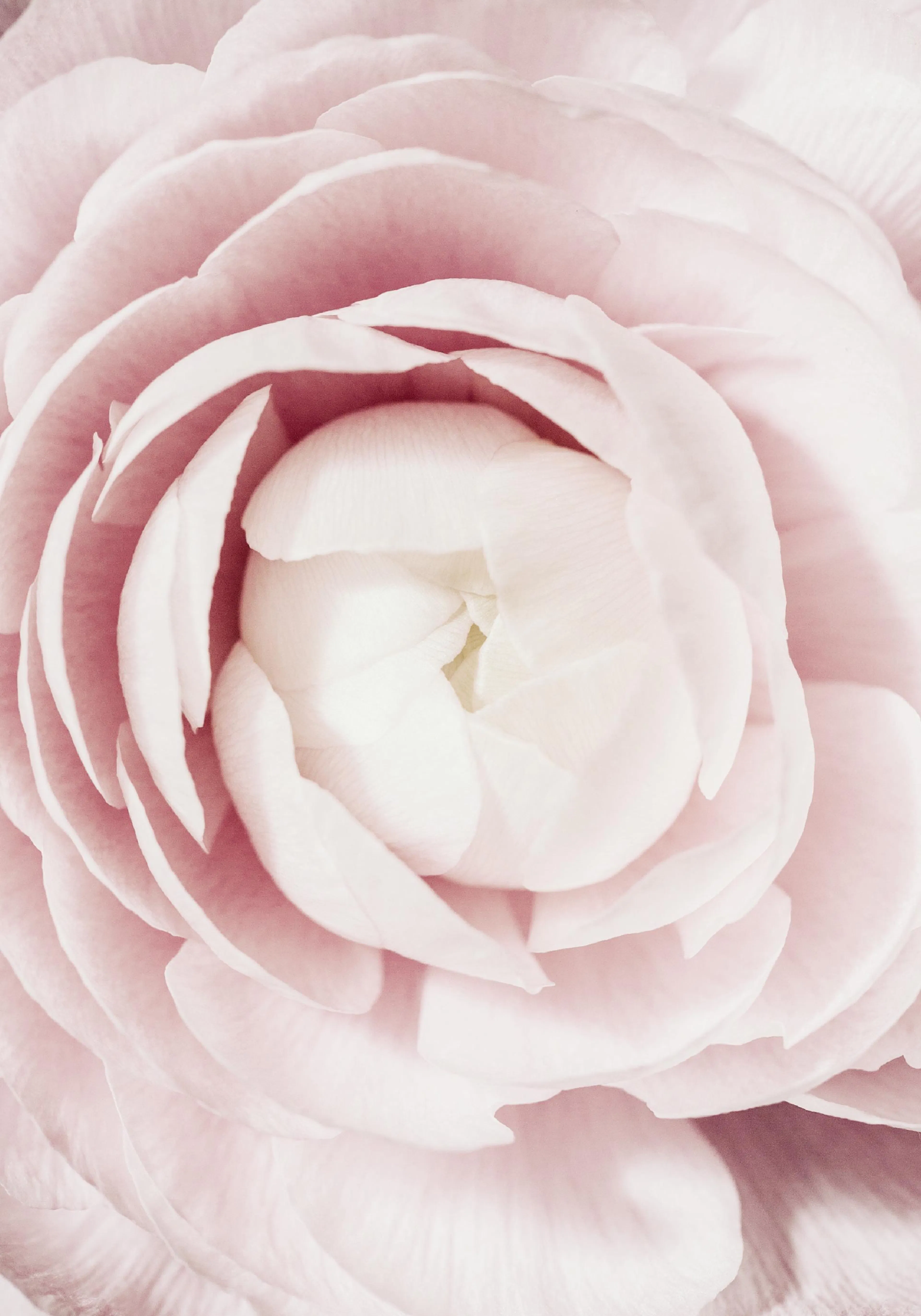 A poster featuring a close-up of a delicate light pink flower with a soft, layered texture.