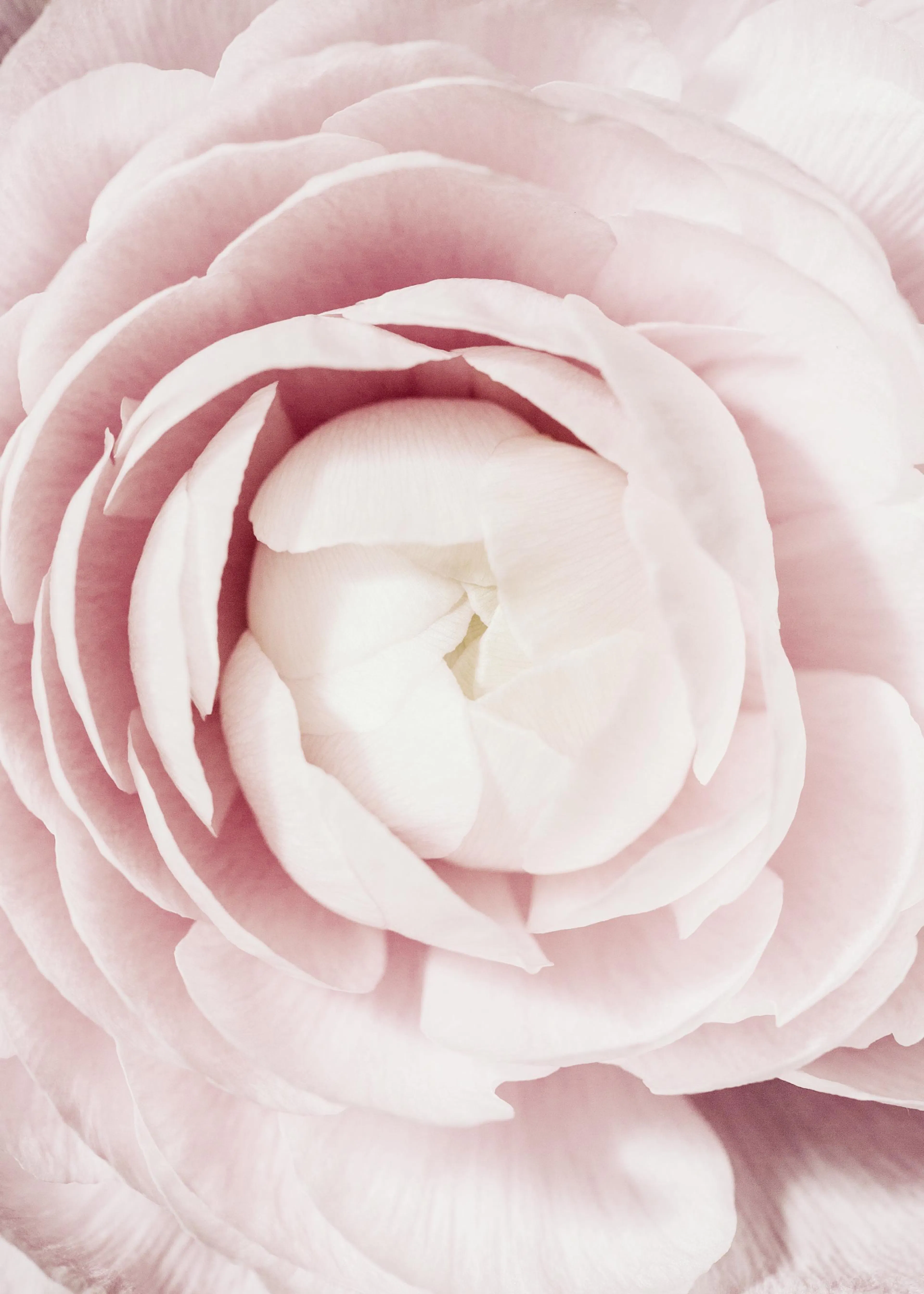 Makro plakát jemných růžových okvětních lístků ranunculusu s krémově bílým středem.