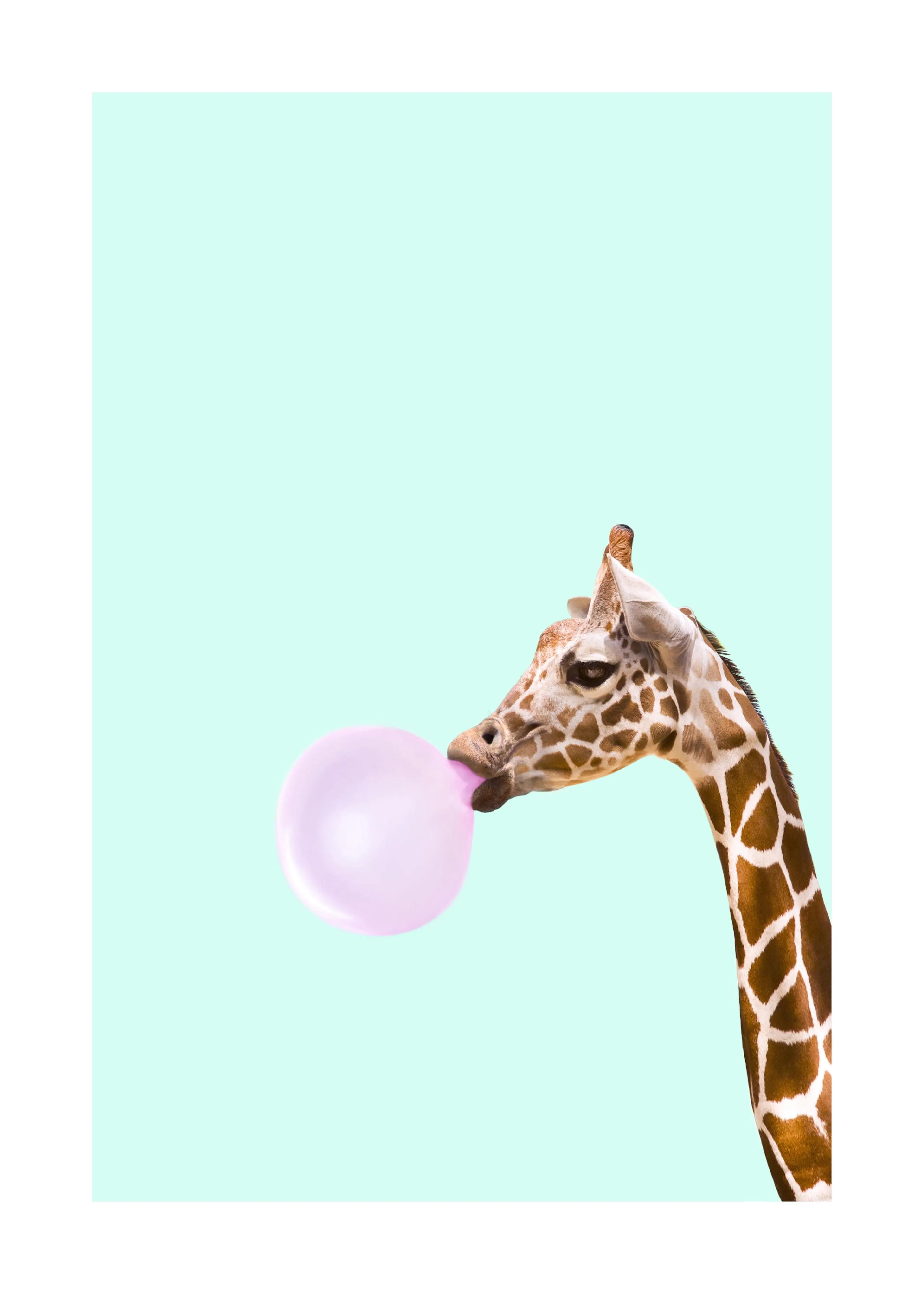 A poster featuring a giraffes head with a pink bubblegum bubble on a light blue background.