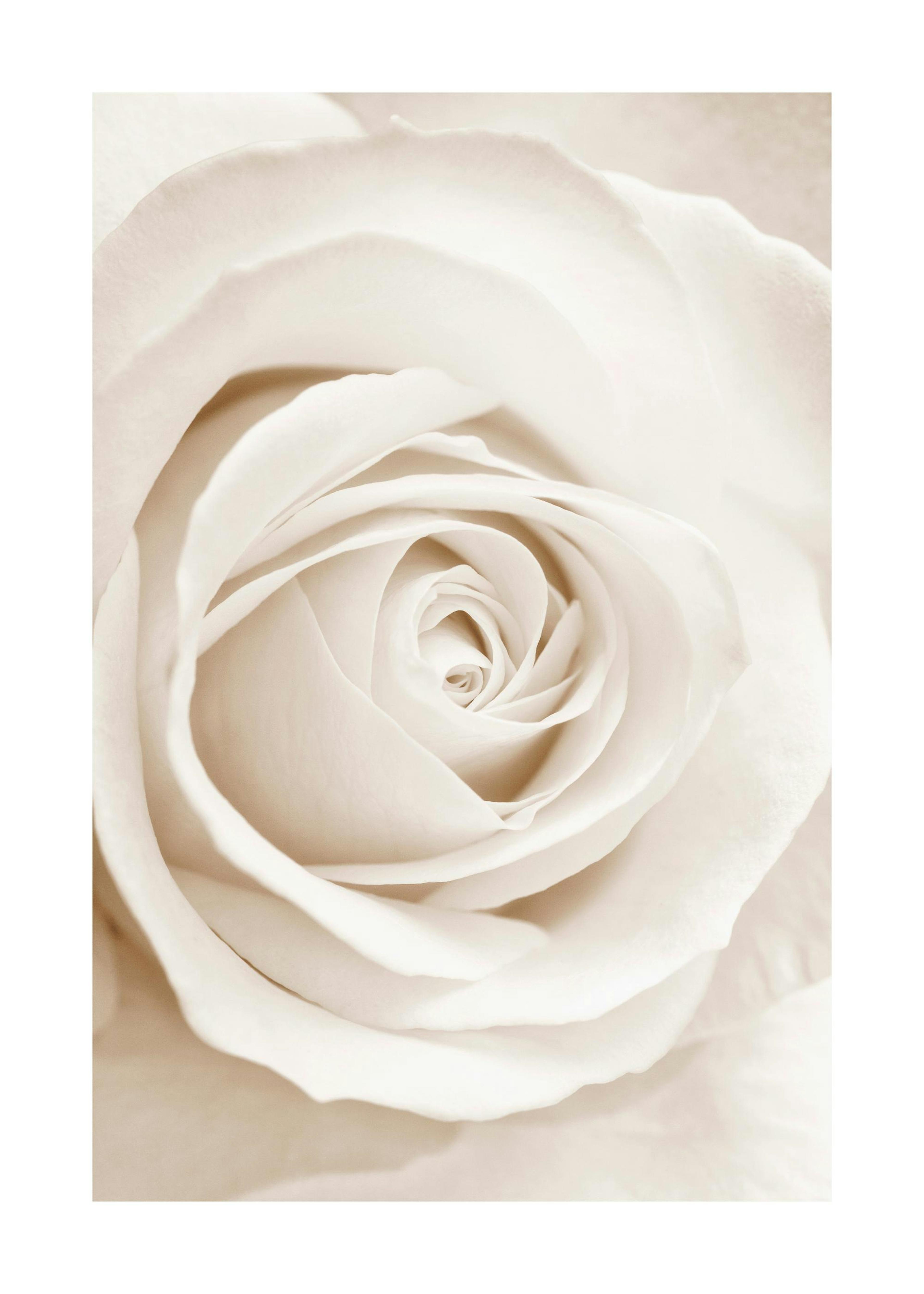 Rosa Beige Poster 0