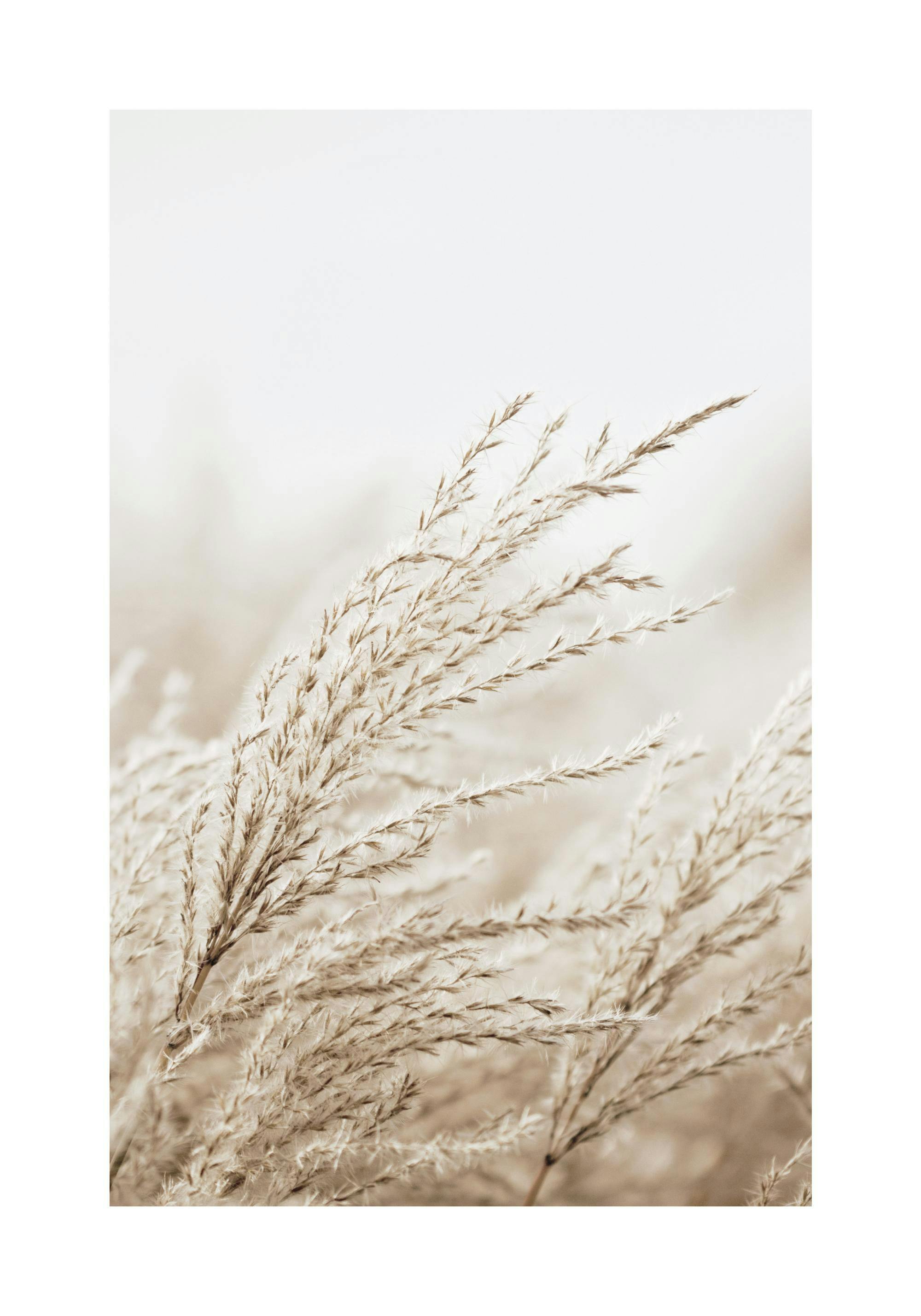 Ein Poster mit einer detailreichen Nahaufnahme von hellbraunem, fluffigem Pampasgras mit weichem Bokeh-Hintergrund.