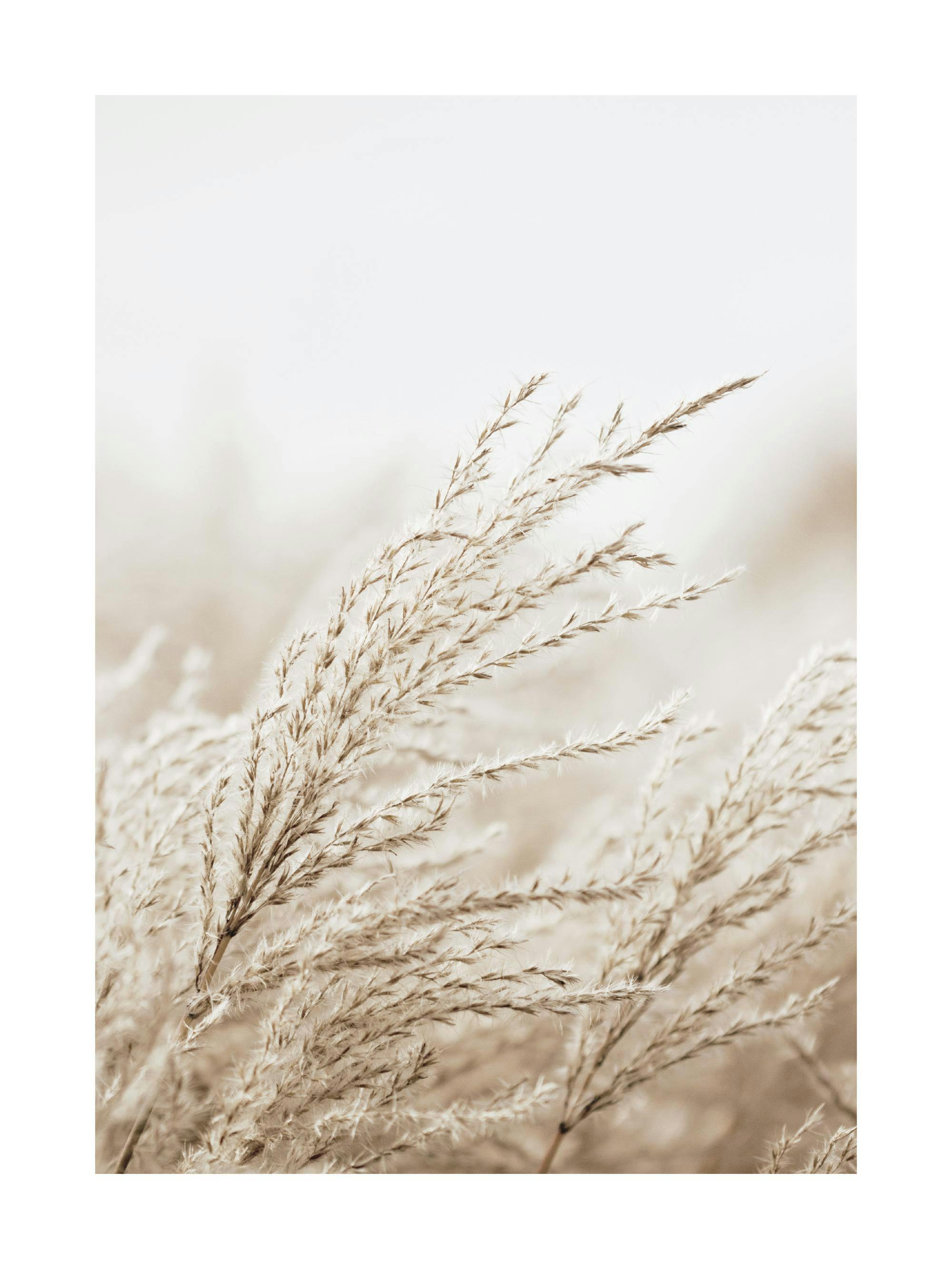 Un poster di spighe di grano color beige e marrone chiaro, con piume bianche, su uno sfondo sfocato.