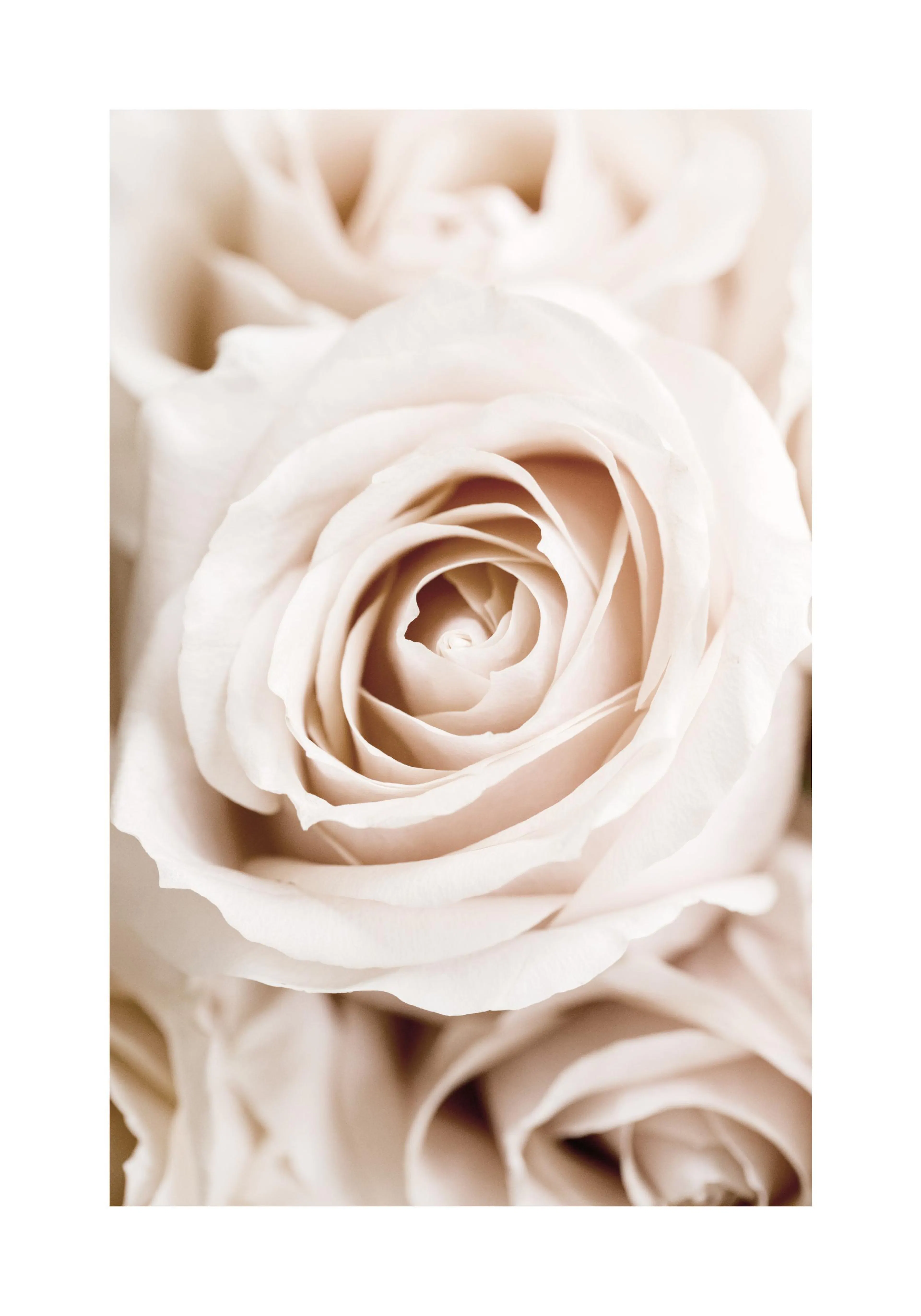 A poster featuring a close-up of a soft white rose with delicate petals and a subtle sepia tone.