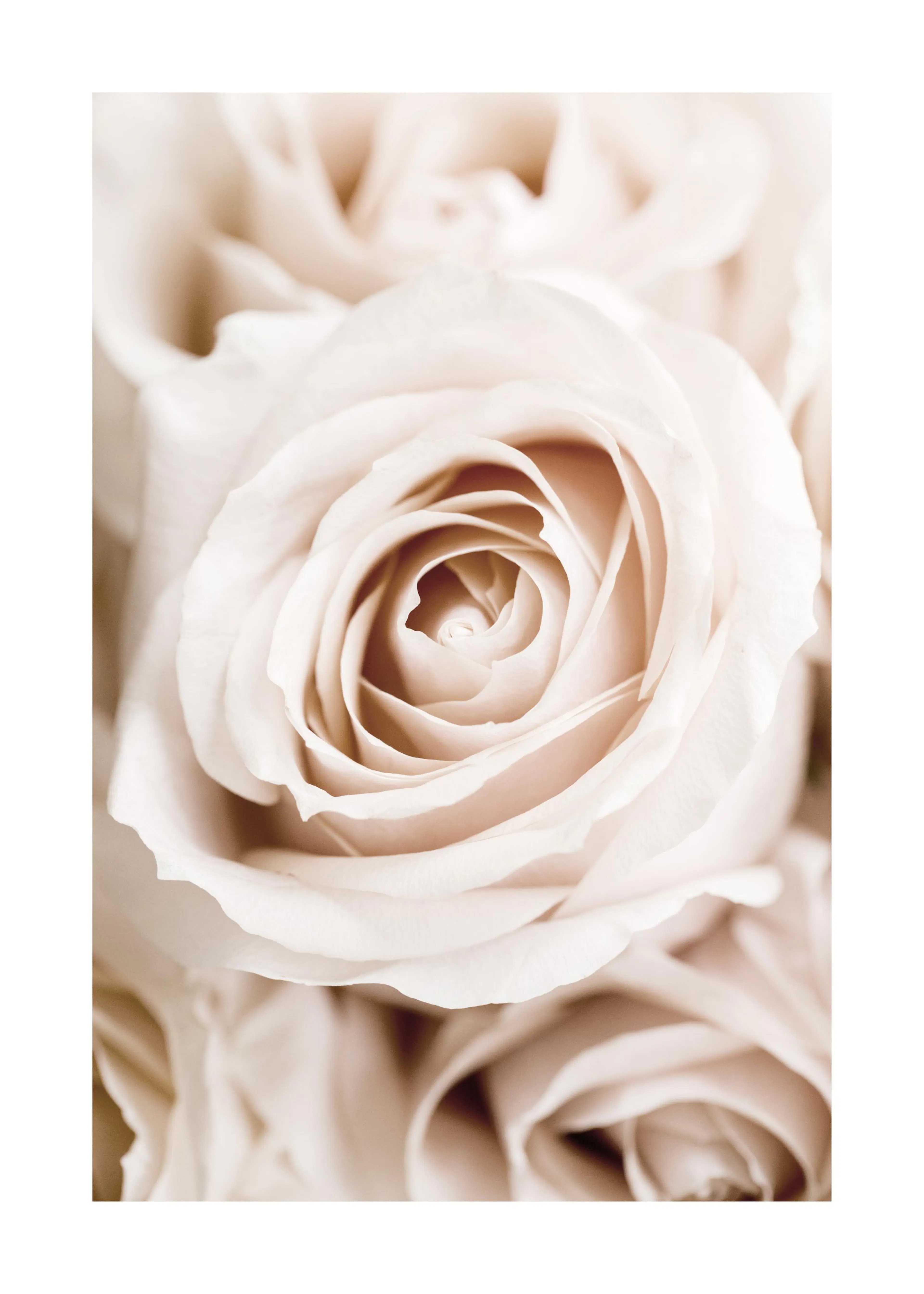 A poster featuring a close-up of a blush pink rose, with soft, delicate petals and a visible center.
