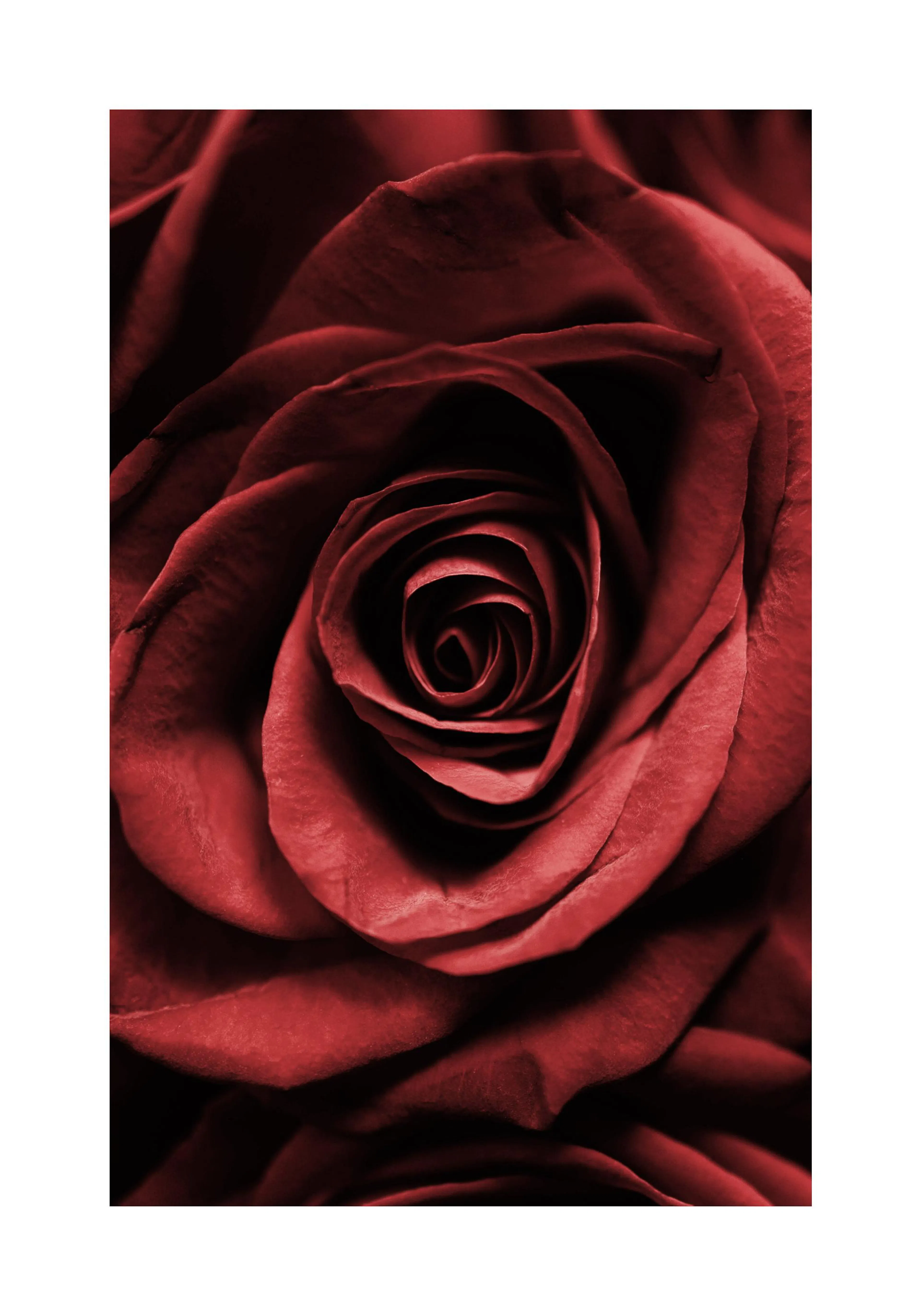 Ein Poster einer dunkelroten Rose mit einem detailreichen Blüteninneren und weichen Blütenblättern.