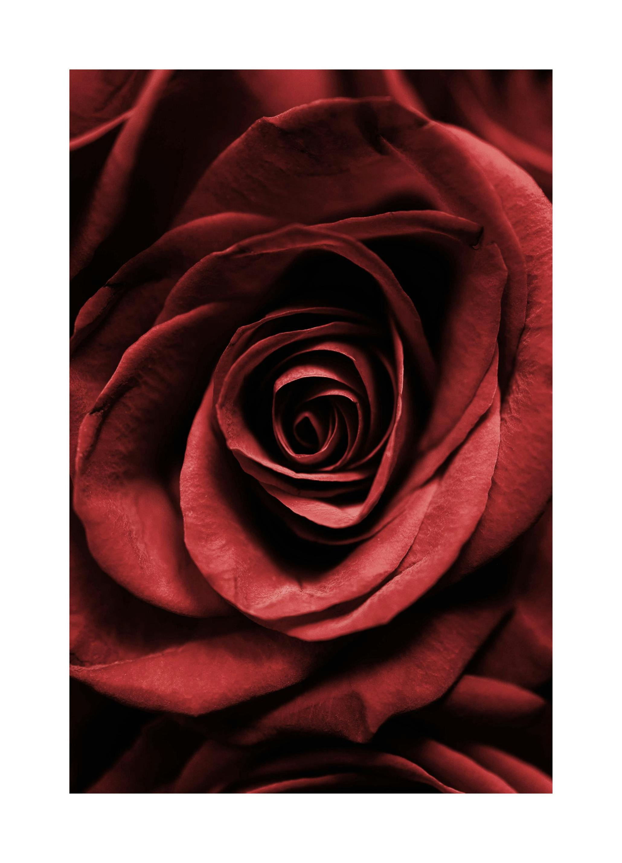 Red Rose Poster (50x70 cm) - Poster Store
