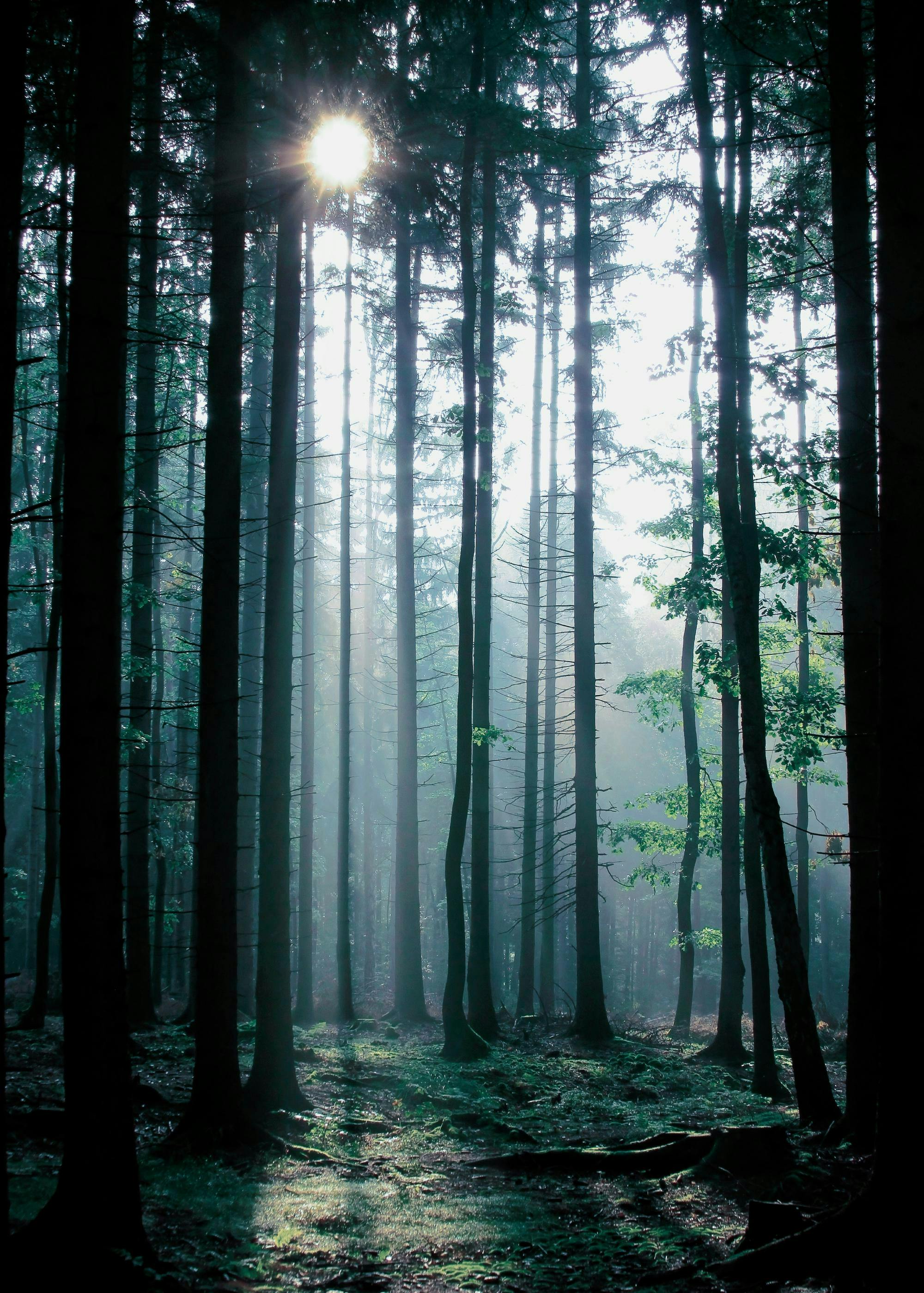 Een poster van een mistig bos met silhouetten van hoge bomen en zonnestralen die door de takken schijnen.