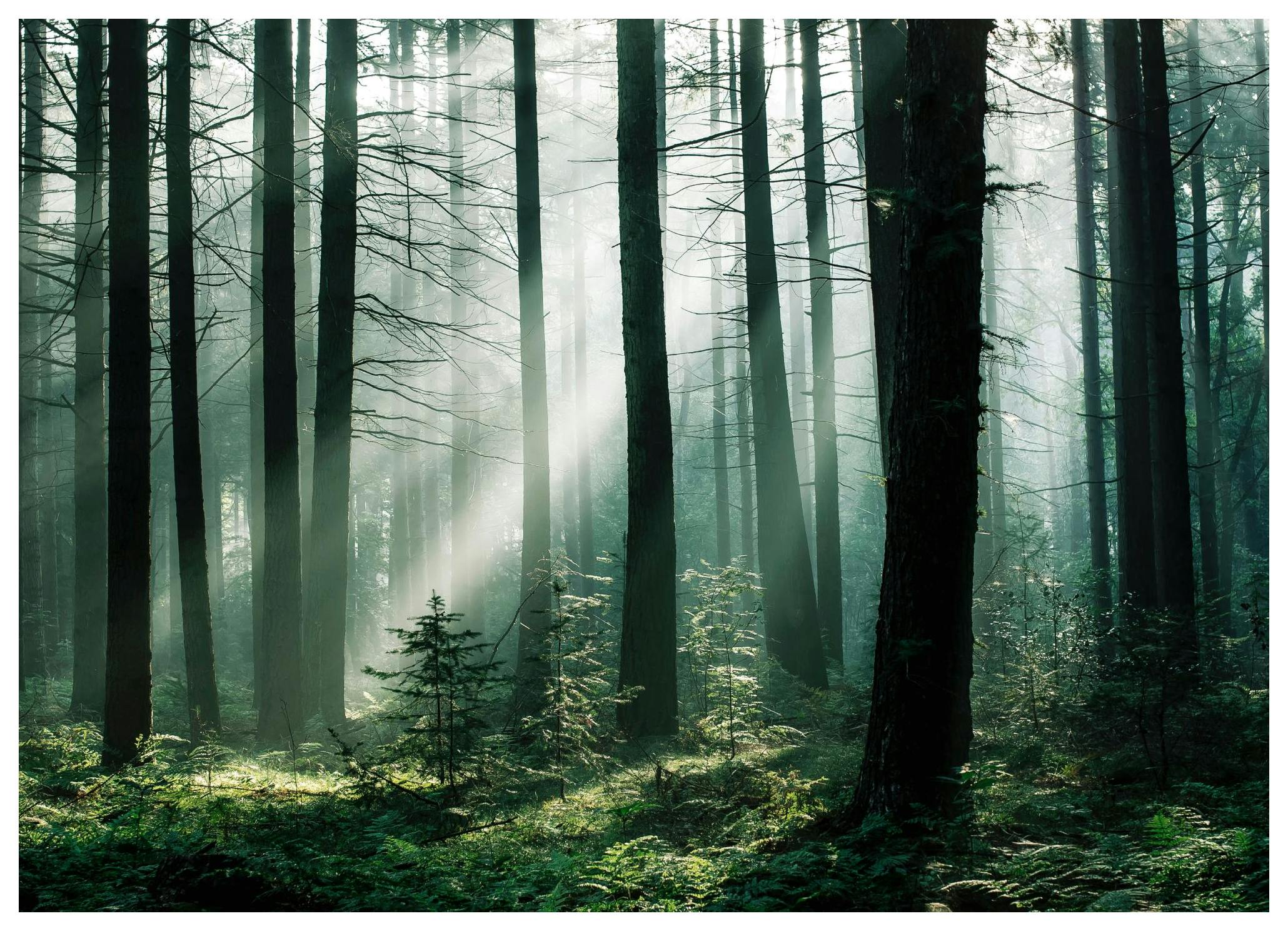 Forest Sunrise Juliste (21x30 cm) - Poster Store