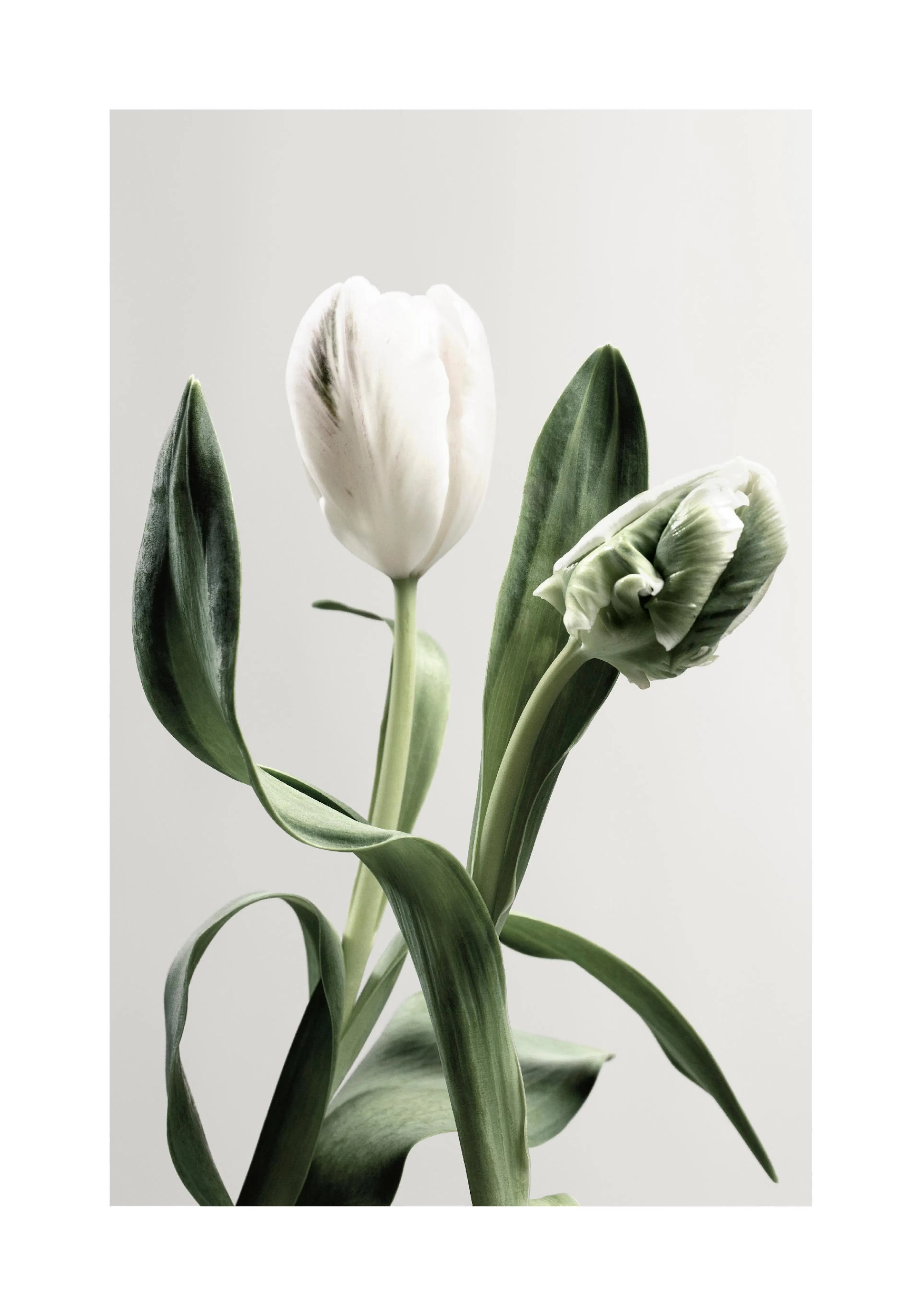 Poster de deux tulipes blanches et vertes aux grandes feuilles sur un fond clair, lune ouverte et lautre encore en bouton.