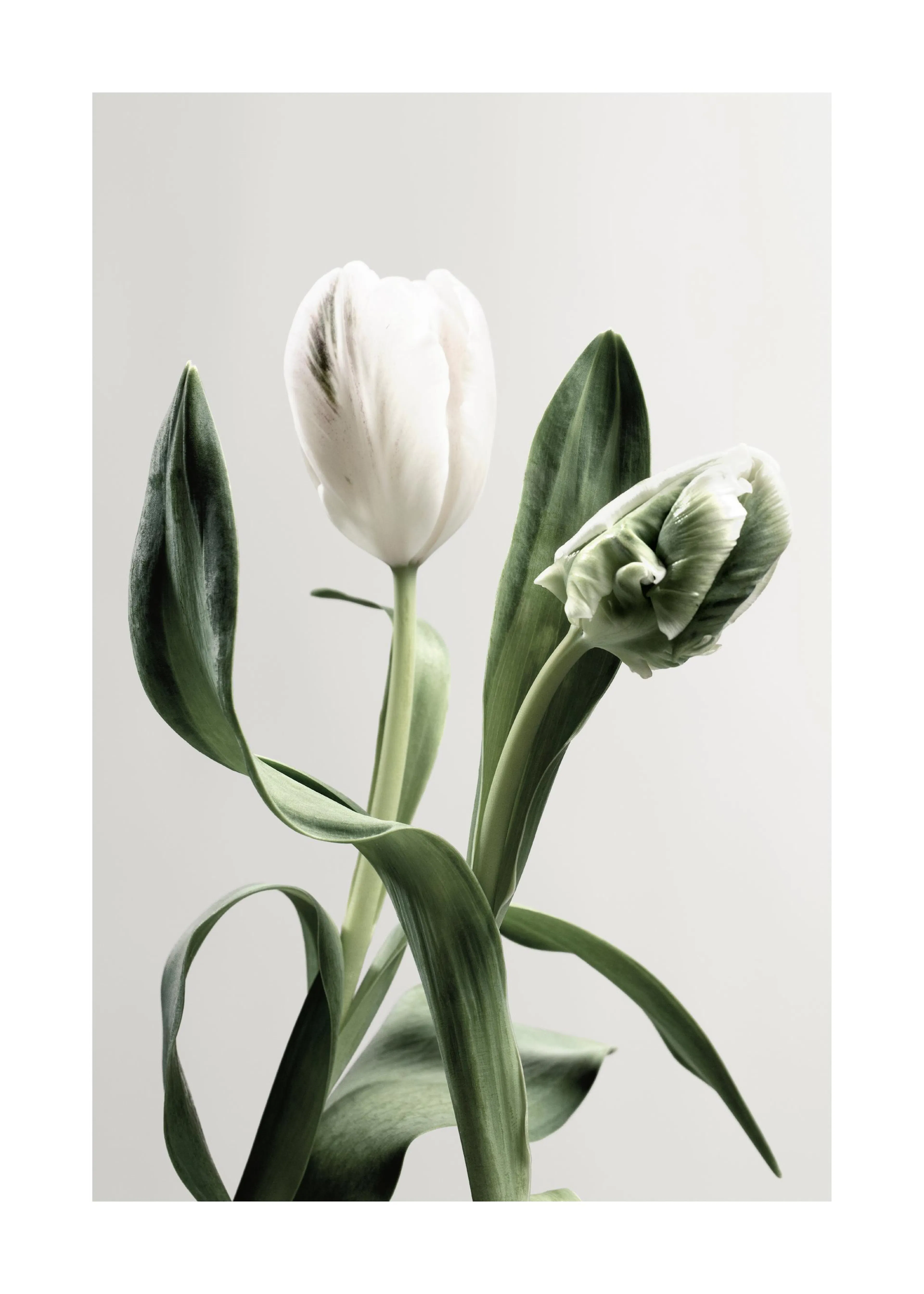 Poster de deux tulipes blanches et vertes aux grandes feuilles sur un fond clair, lune ouverte et lautre encore en bouton.