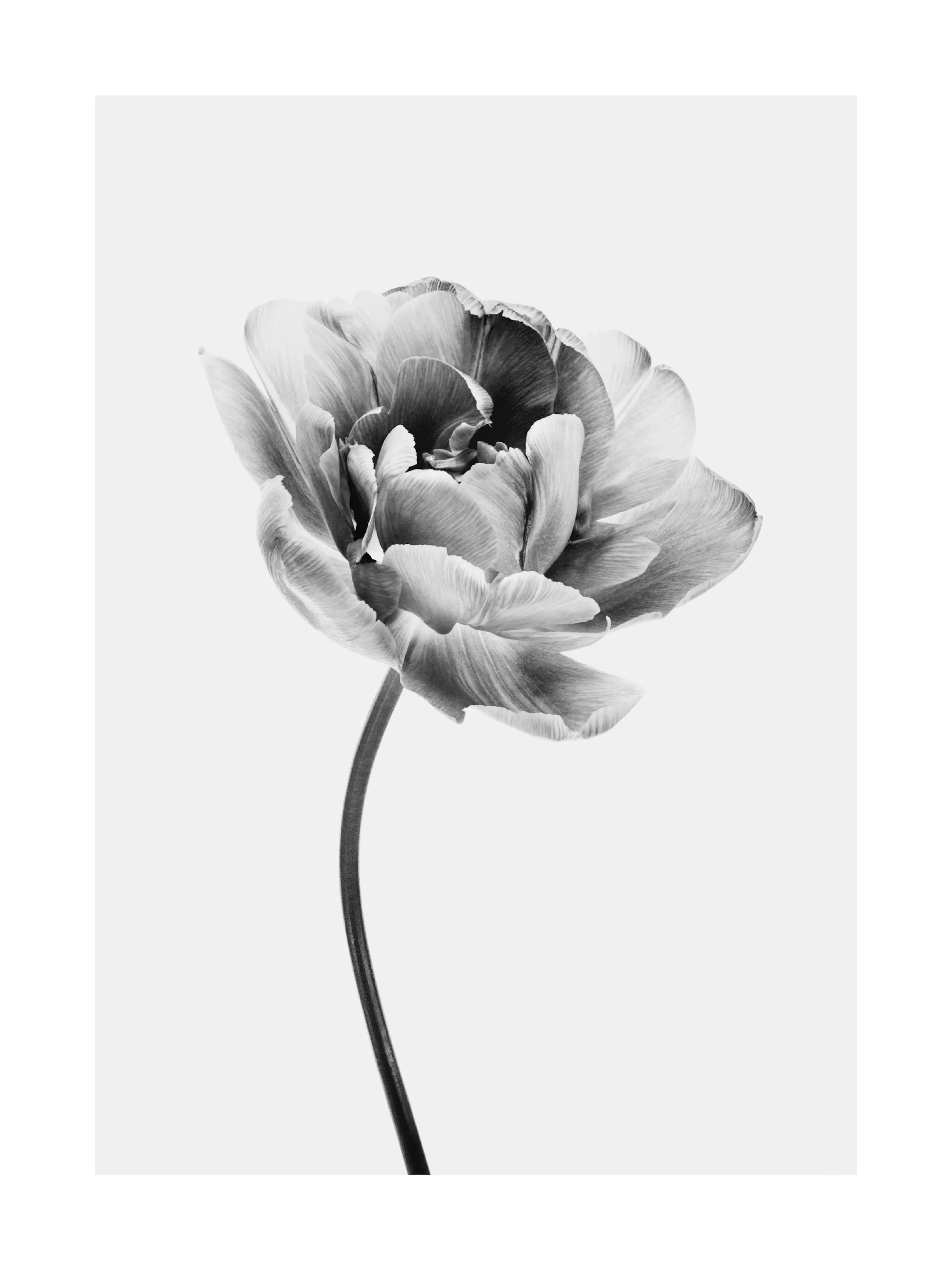 A black and white poster featuring a close-up of a ruffled tulip with delicate petals and a slender stem.