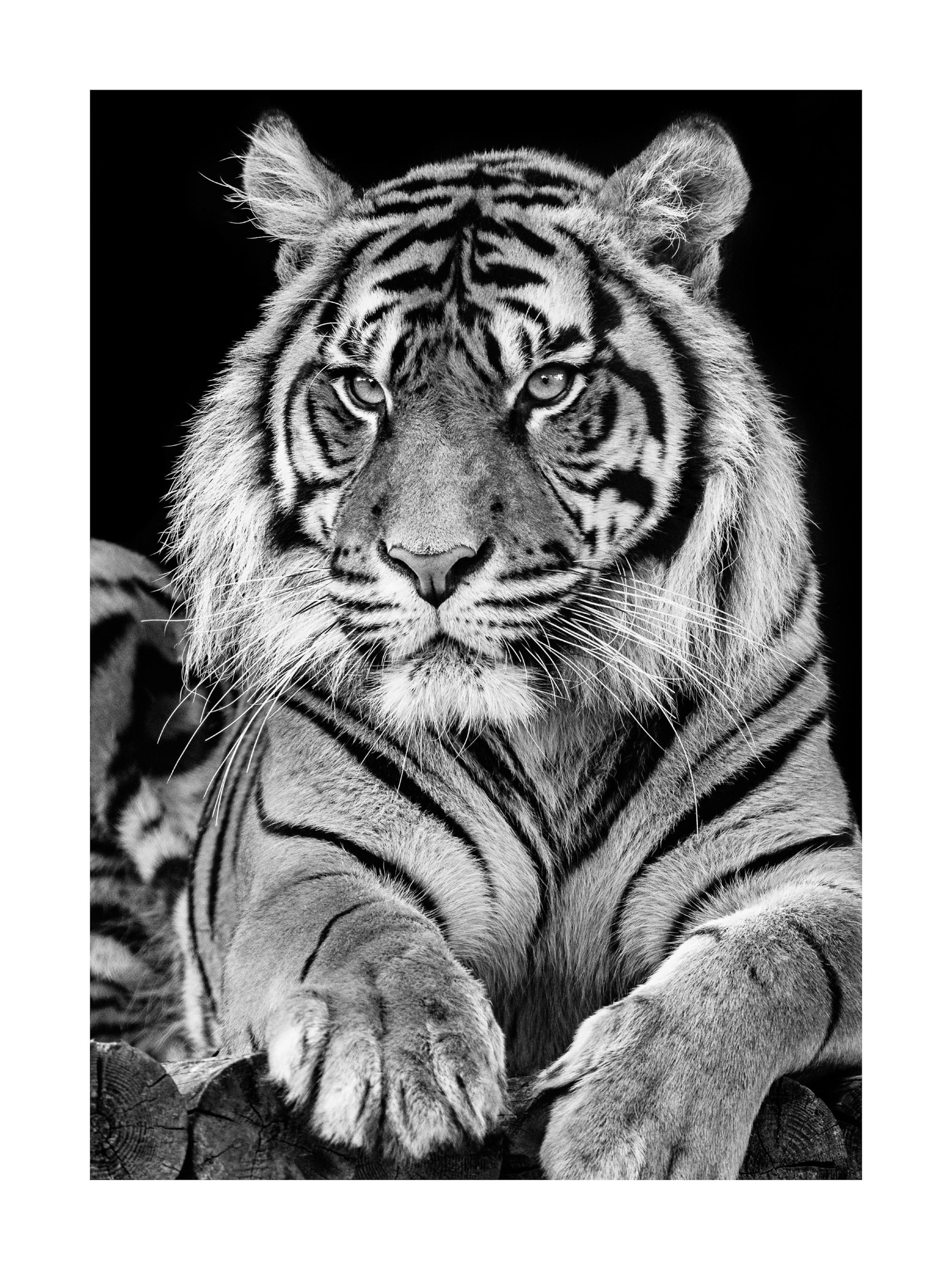A black and white poster of a tiger with striking stripes and intense eyes, resting on logs.