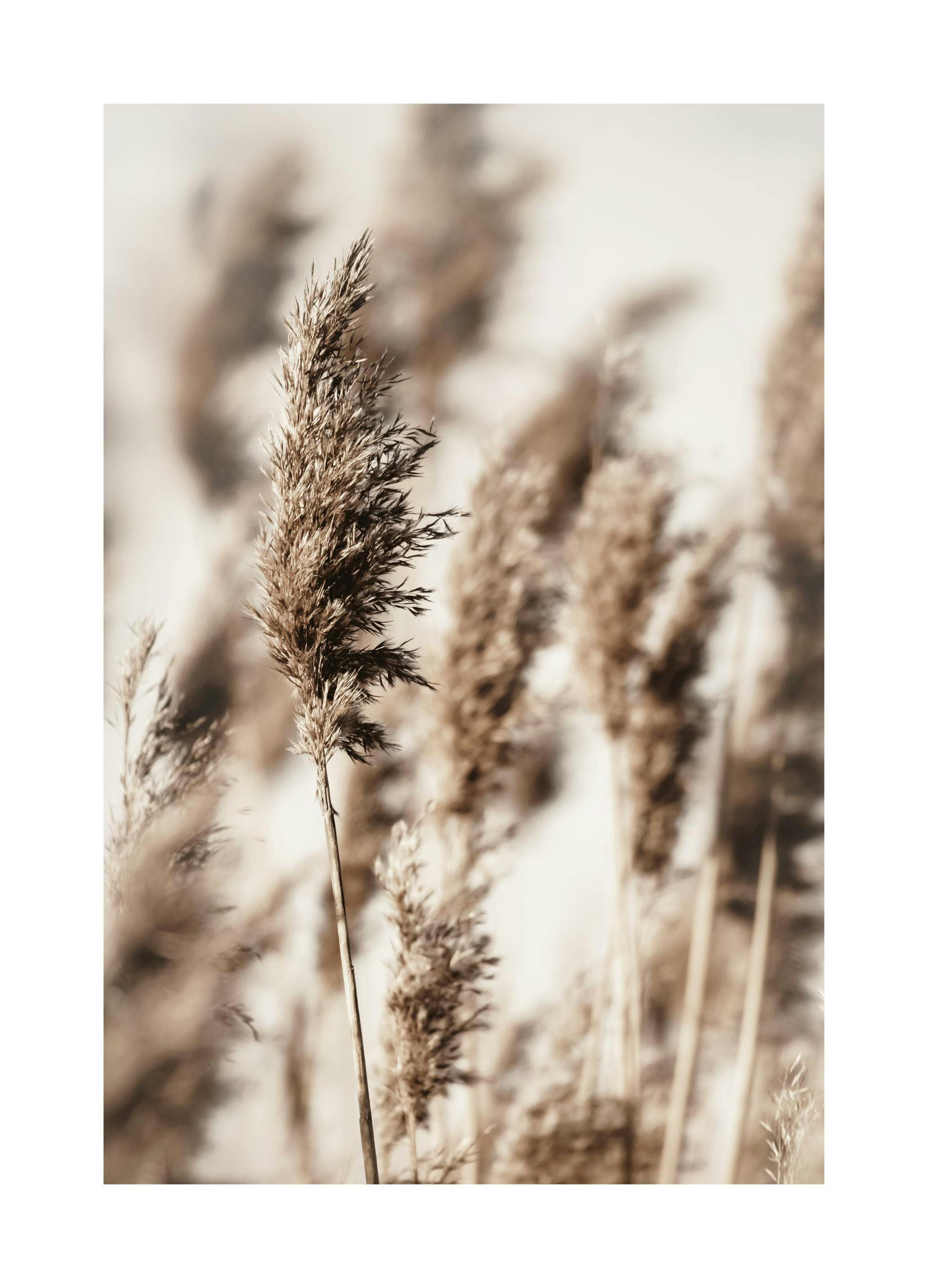 Reed Grass Poster (50x70 cm) - Poster Store