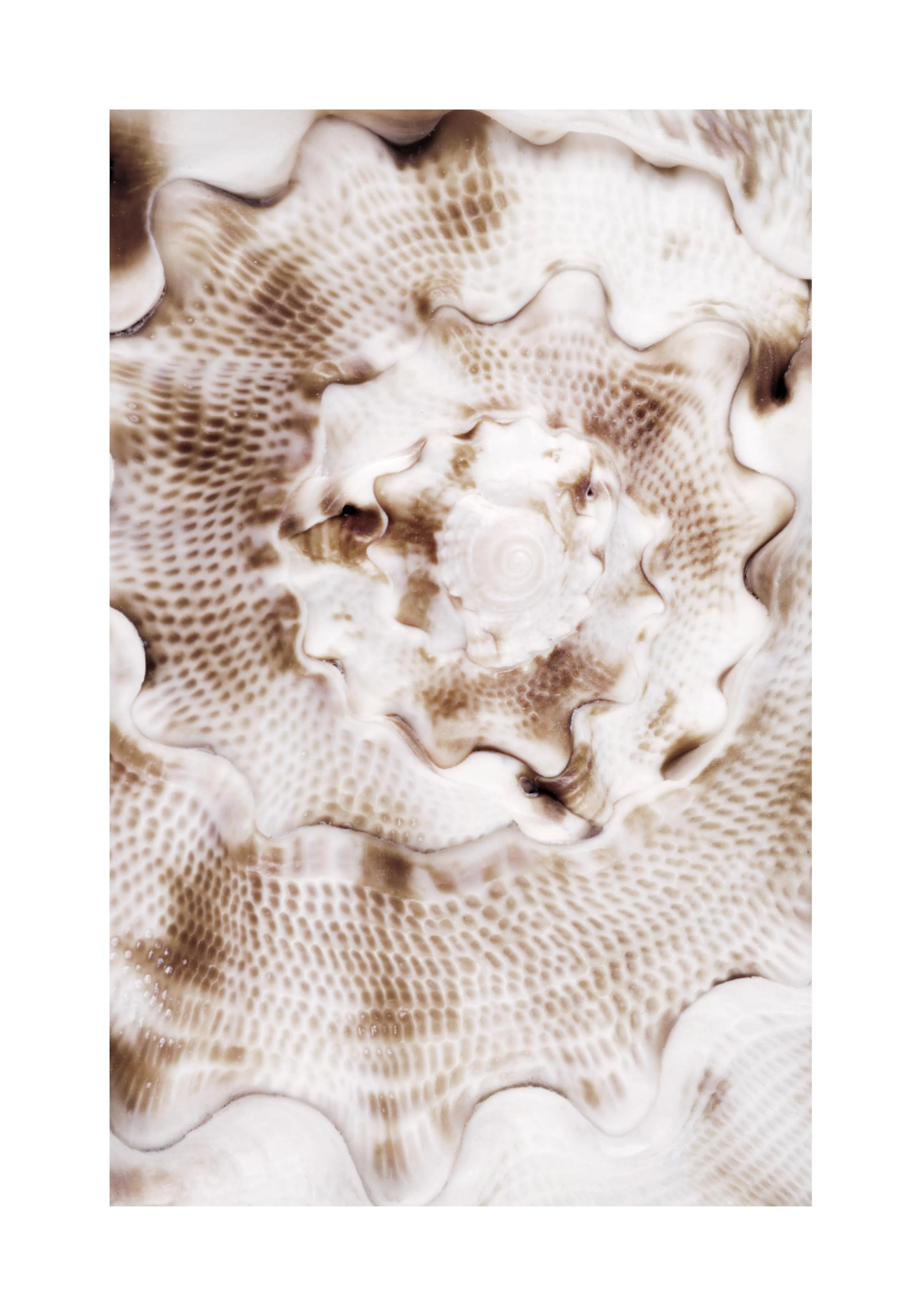 A poster featuring a close-up of a seashell with a spiral pattern and textured brown and white details.