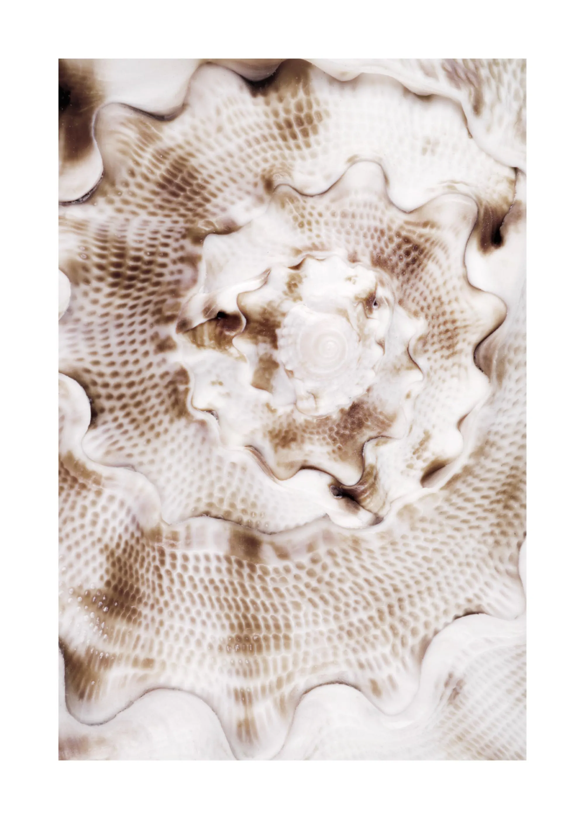 Un poster macro dun coquillage blanc cassé, avec des motifs de nid dabeille bruns et des ondulations organiques.