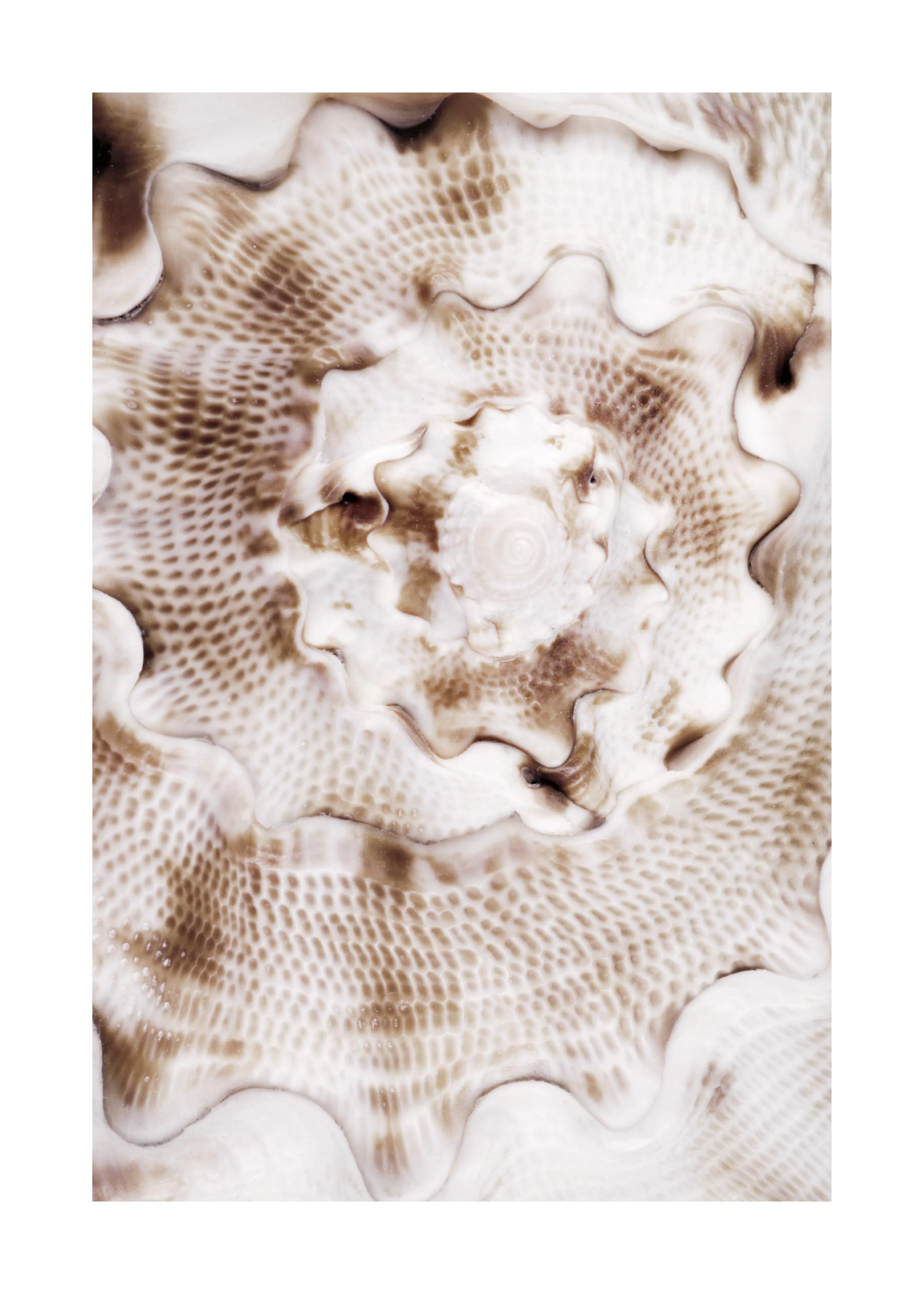 Un poster macro dun coquillage blanc cassé, avec des motifs de nid dabeille bruns et des ondulations organiques.