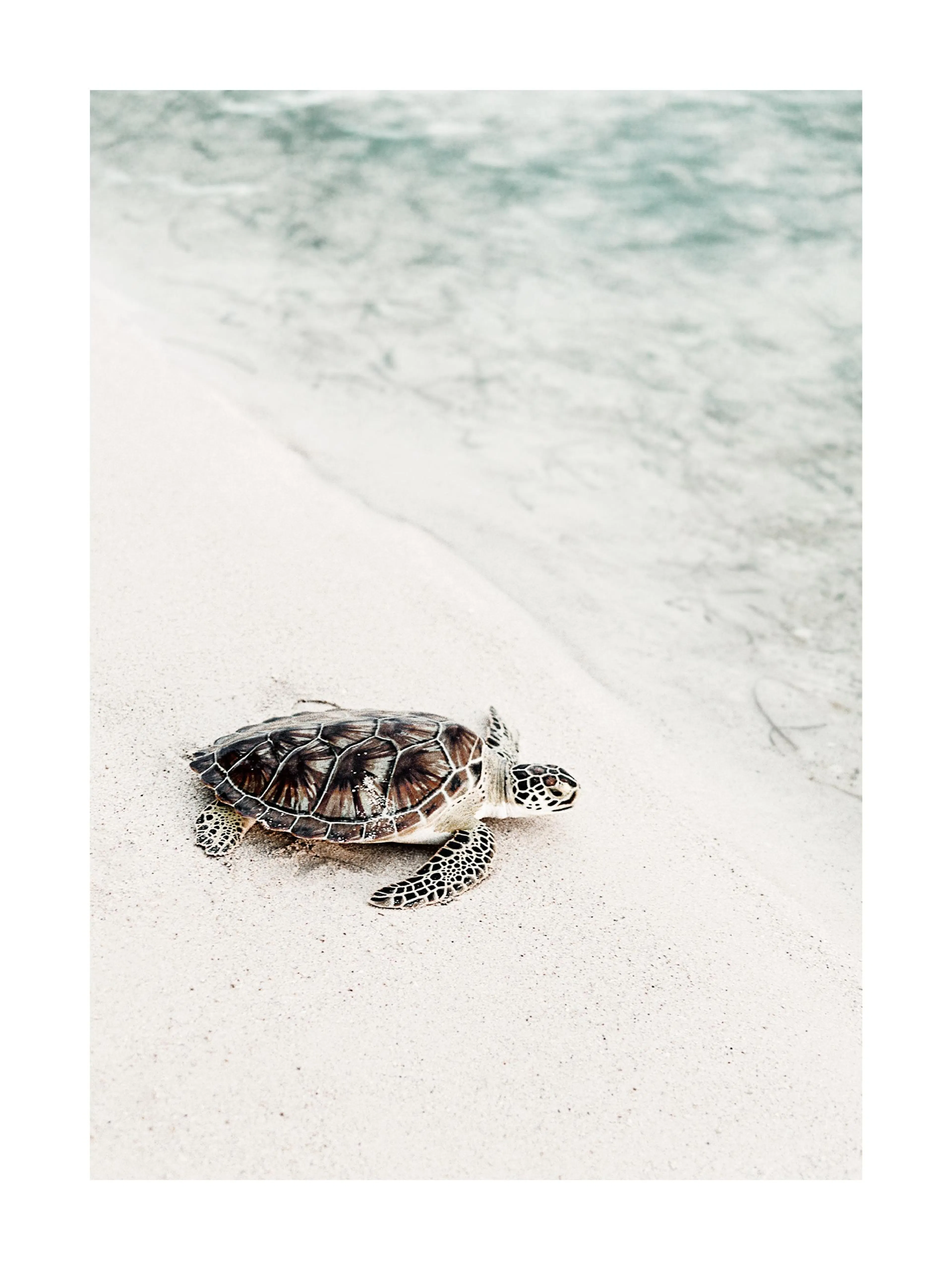 A poster featuring a close-up of a sea turtle on light sand with turquoise water in the background.