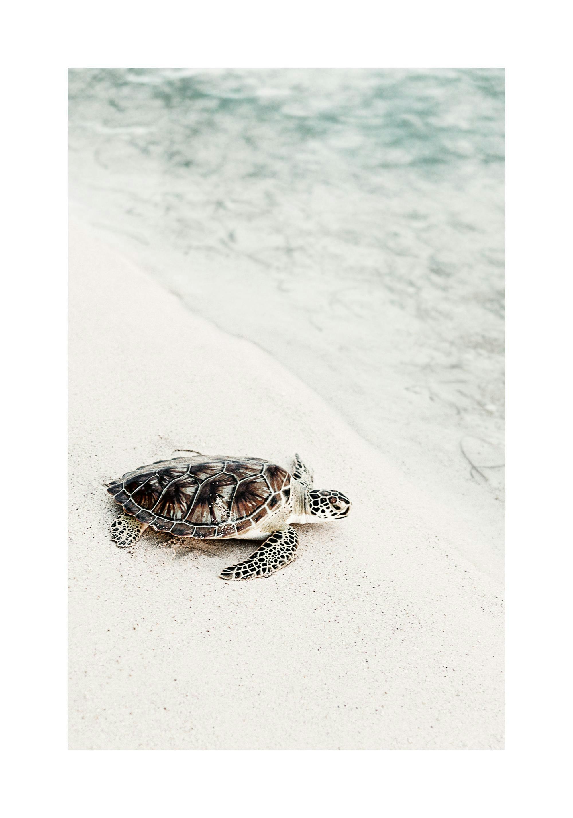 Póster de una tortuga marina marrón y verde en la arena blanca de una playa, con agua turquesa al fondo.