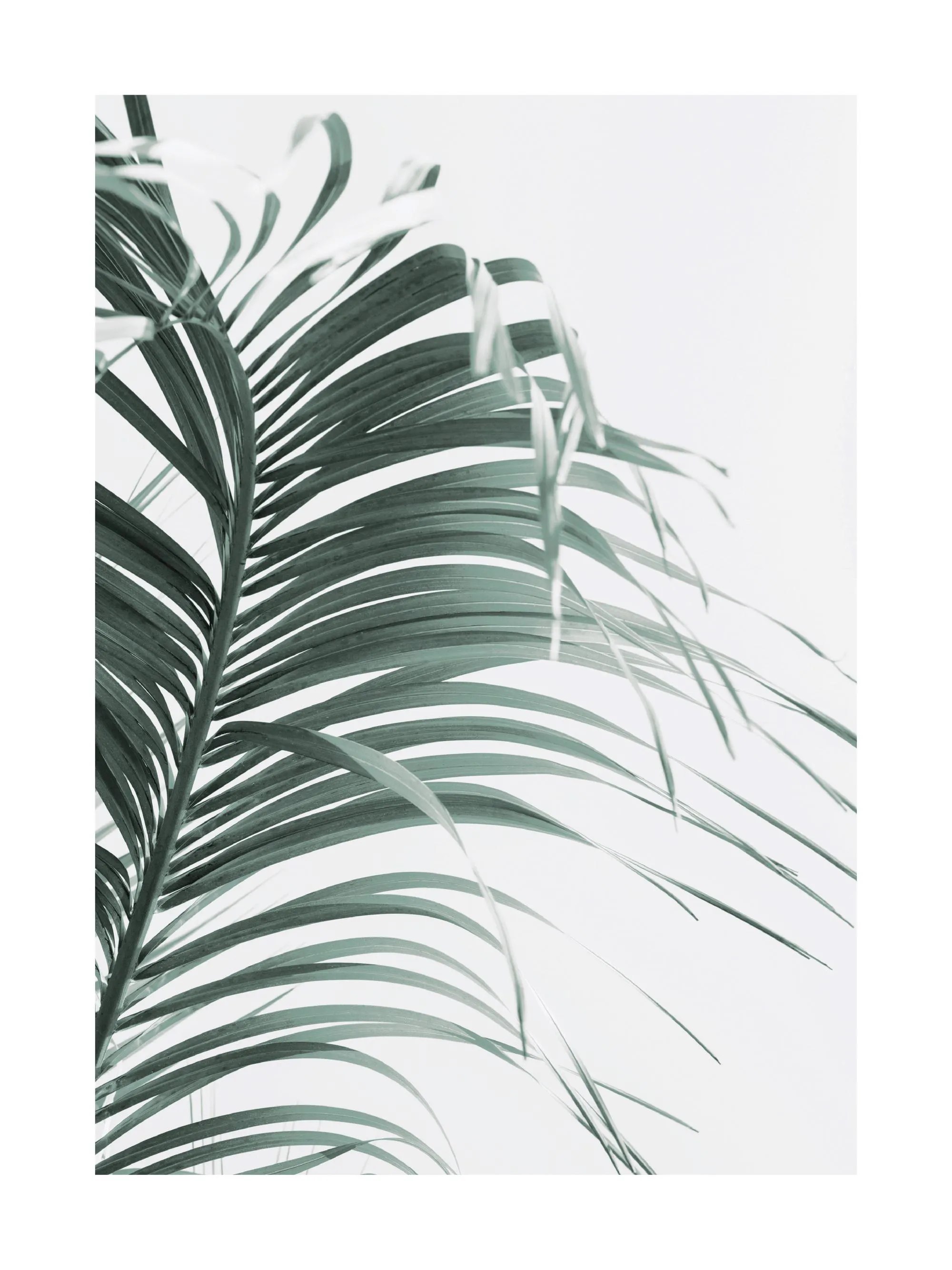 Grüne Palmwedel botanische Poster