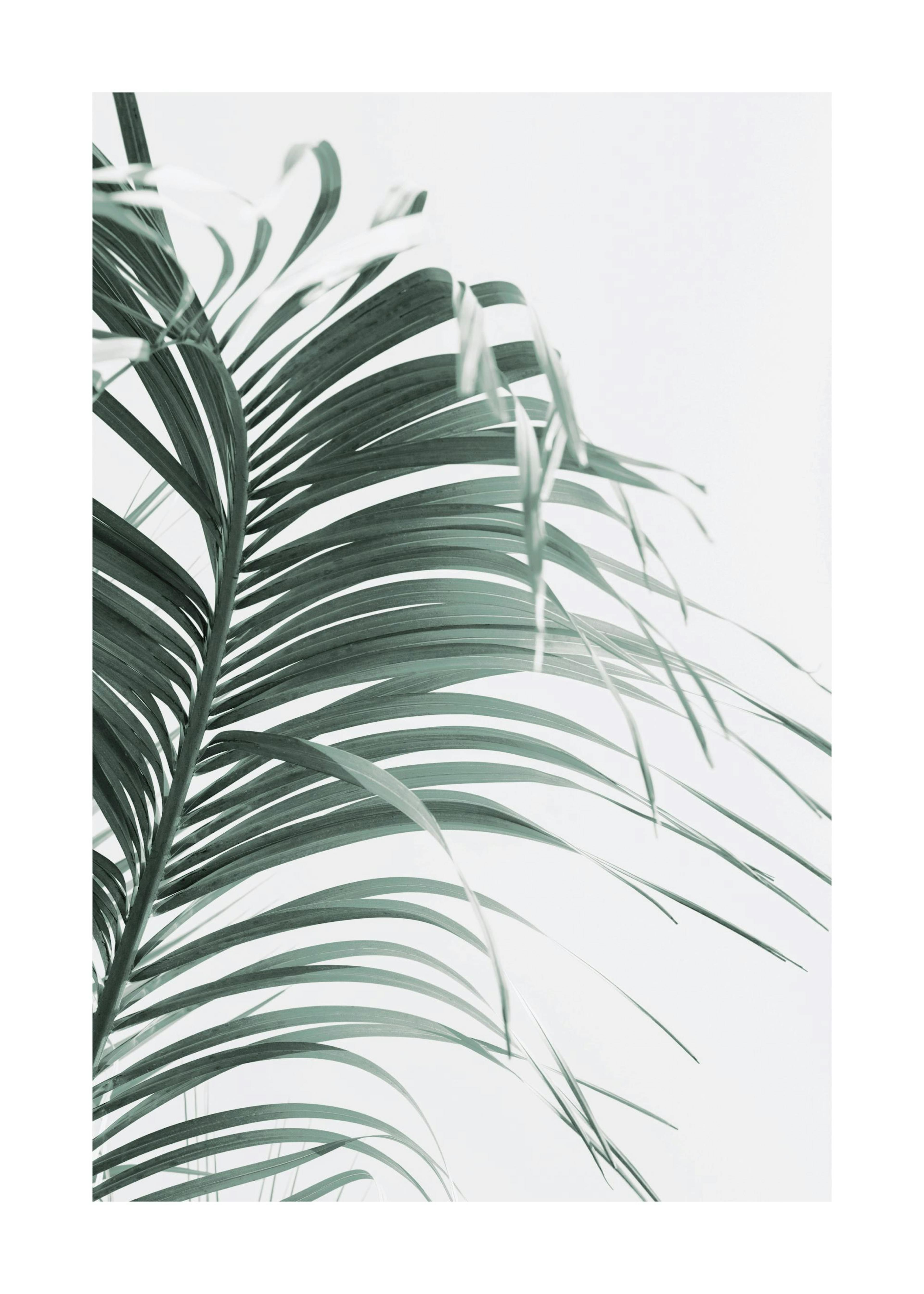 Green Palm Leaf Poster 0