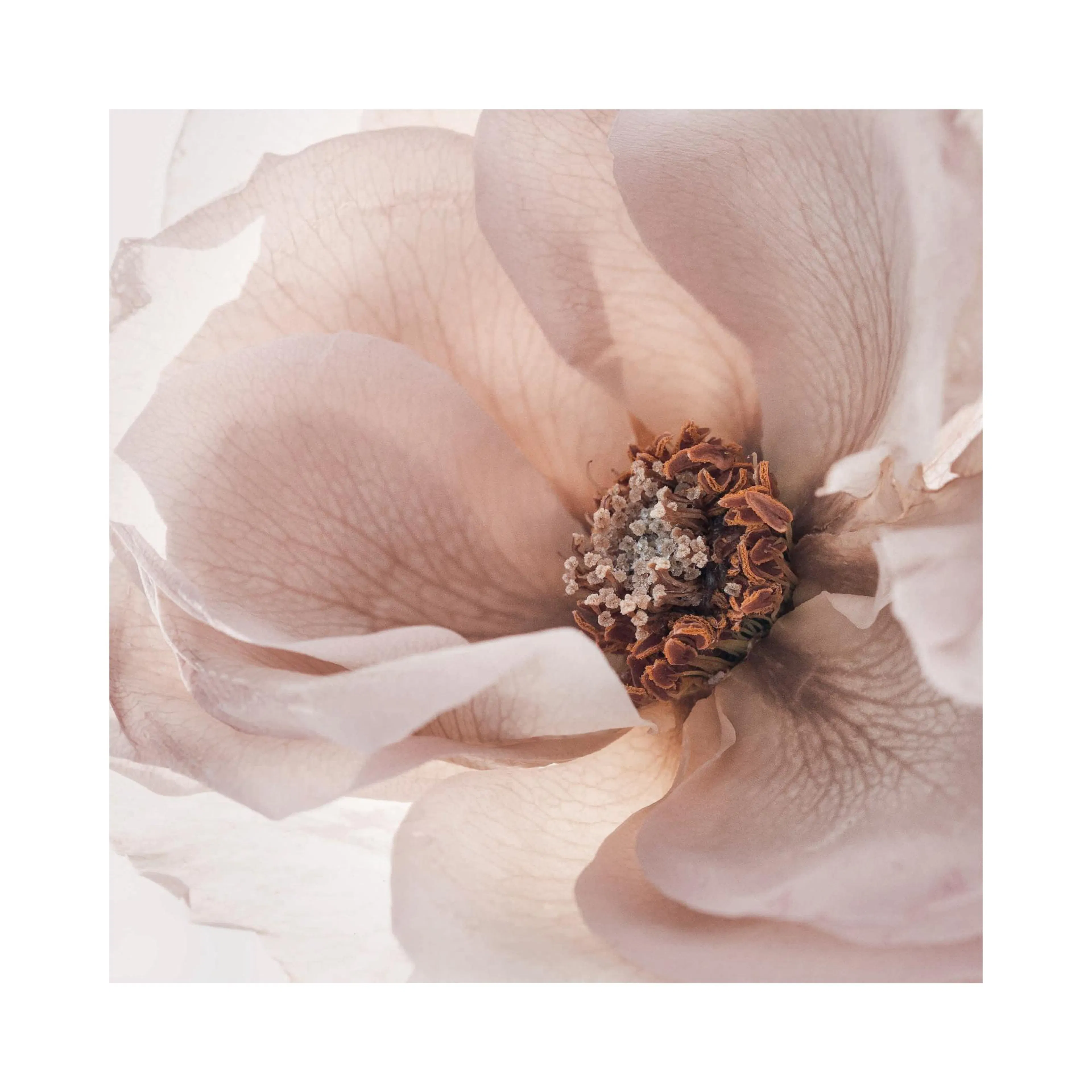 A delicate poster featuring a close-up of a pink rose with translucent petals and a detailed brown and white center.