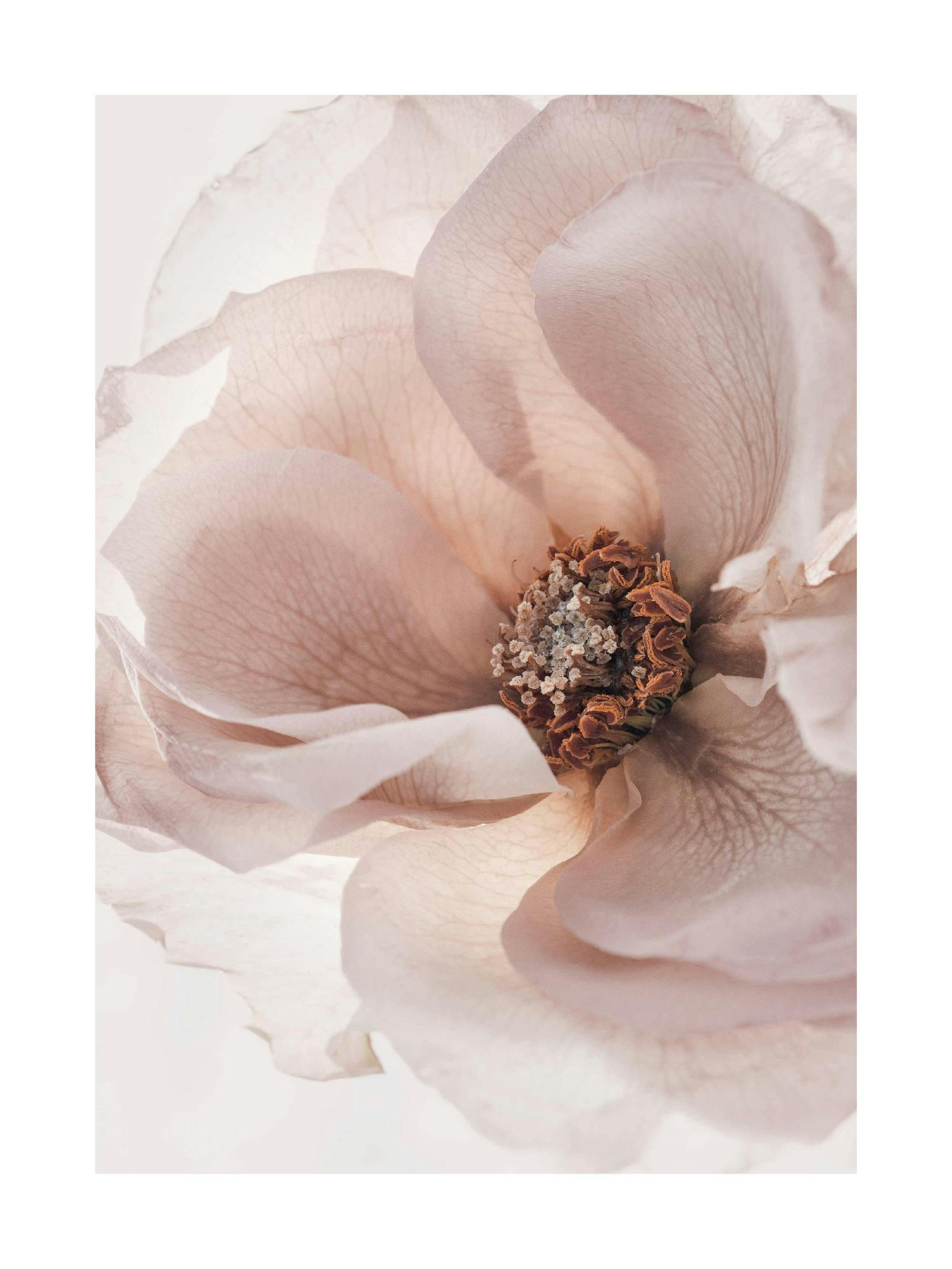 Poster cu o floare roz deschis cu petale delicate și un centru maro-portocaliu, pe un fundal alb.