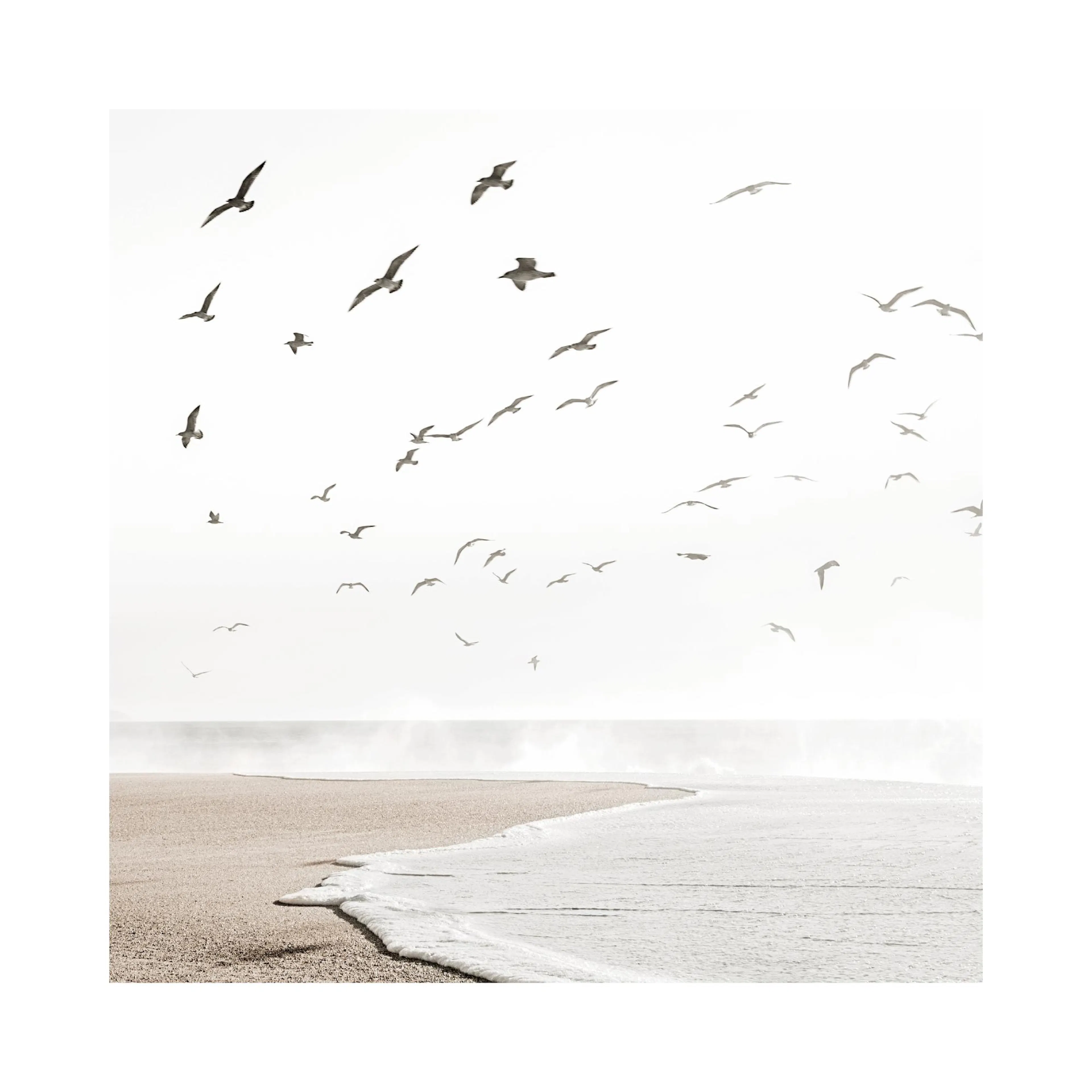 Poster: Strand mit Sand und schäumendem Wasser, darüber fliegen viele Möwen vor hellem Himmel.