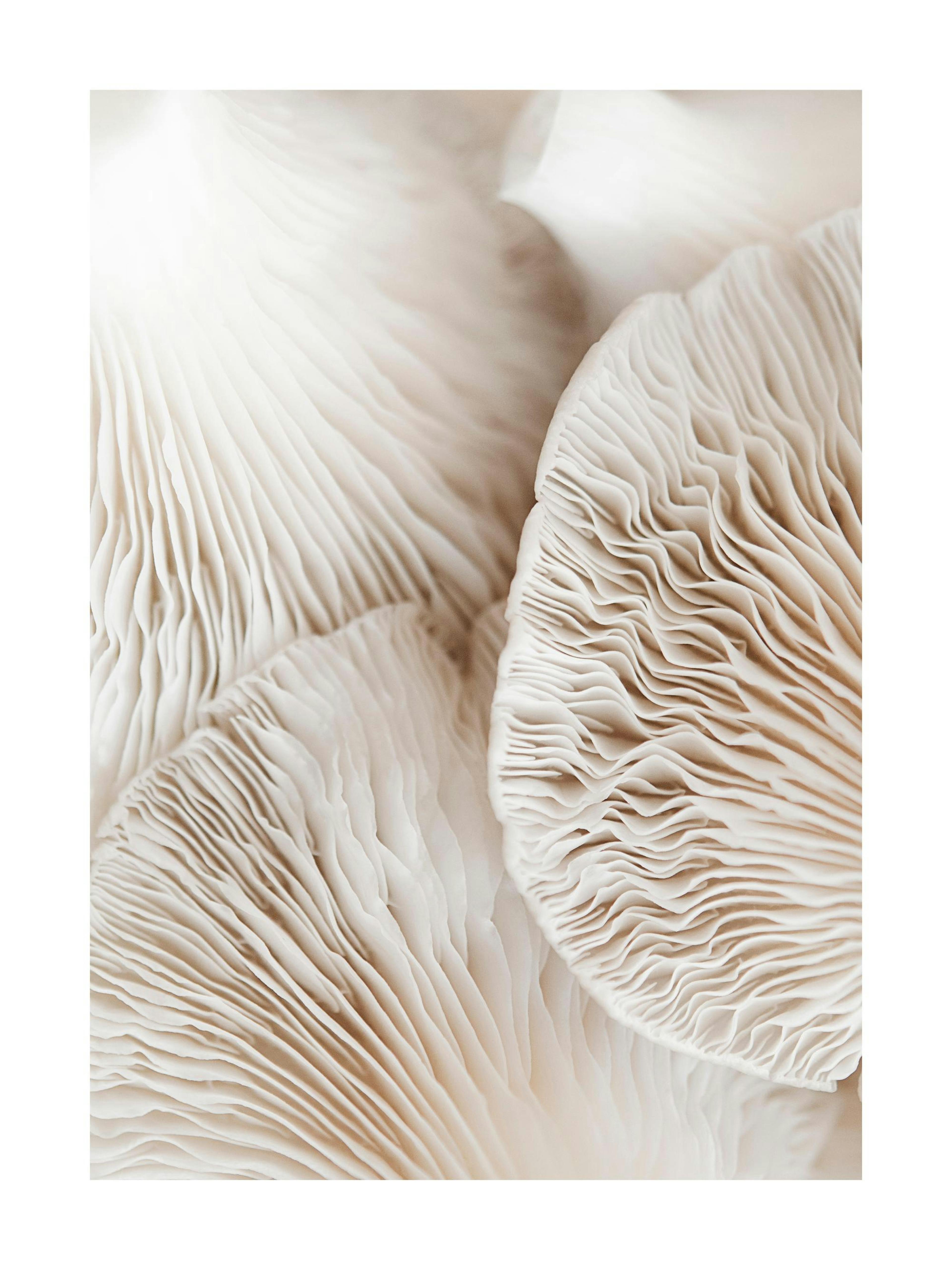A poster featuring a close-up of light beige mushroom gills with wavy, textured lines.
