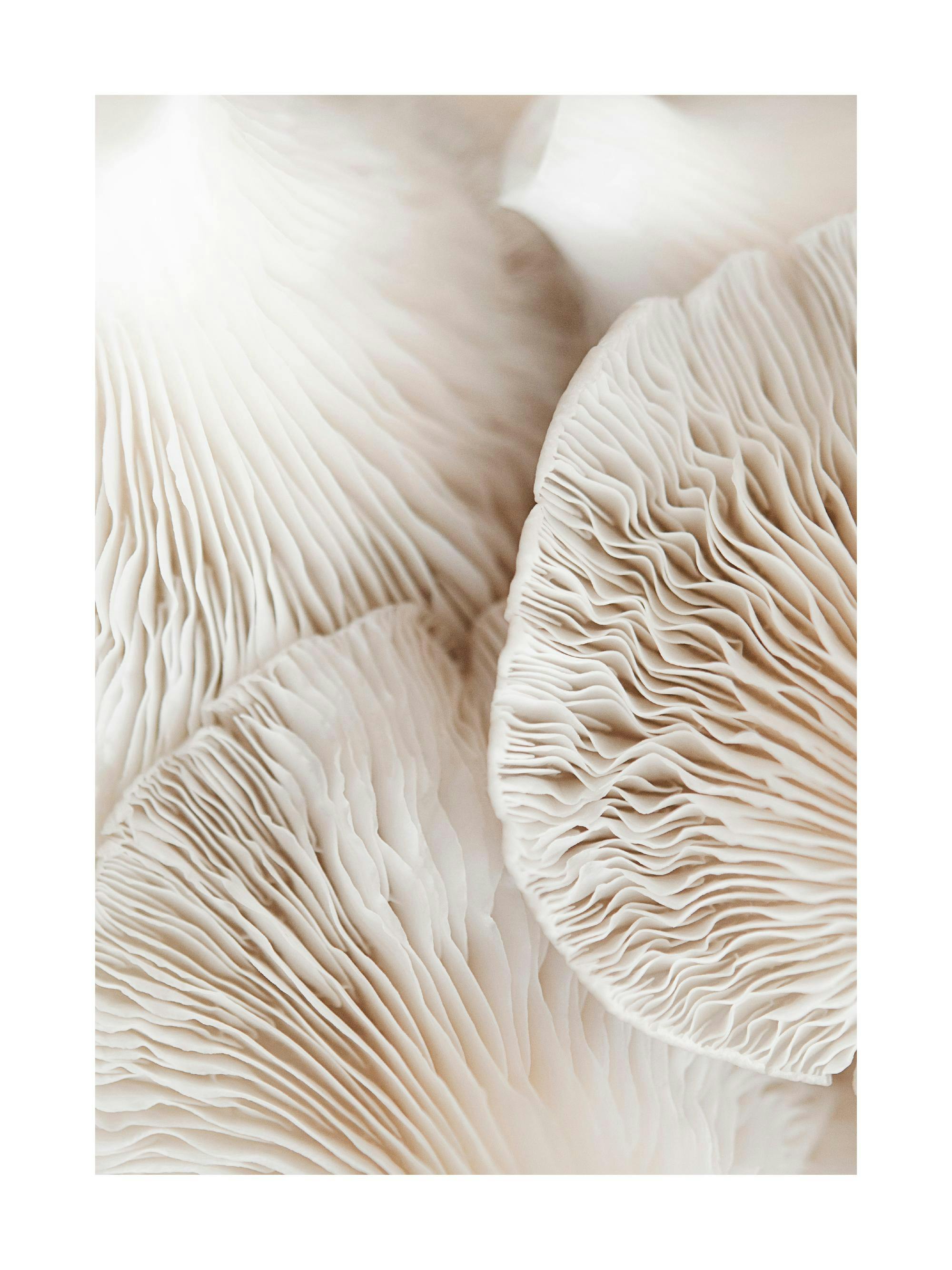 Un poster macro de lamelles de champignons blanches et ondulées, aux teintes crème et beige.