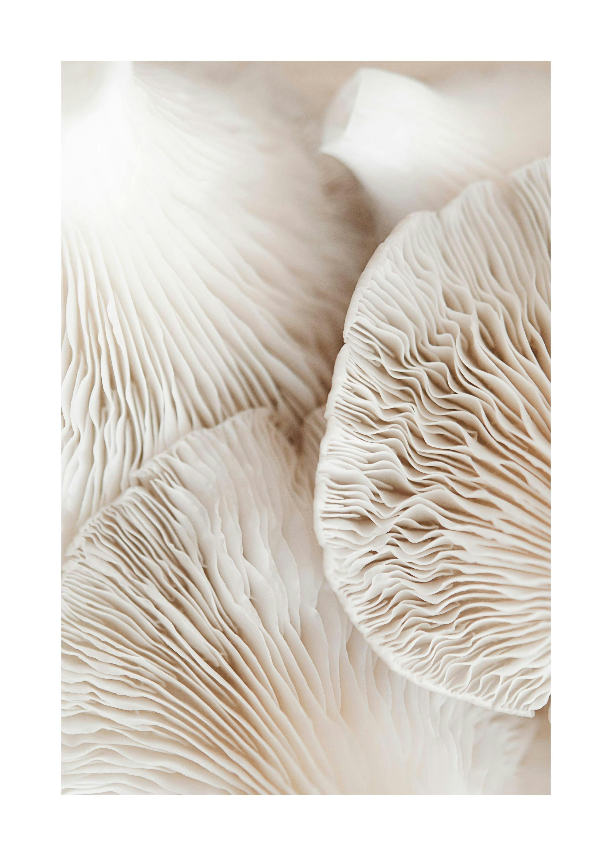 Poster van beige paddenstoelen met gedetailleerde lamellenstructuur in een close-up, beige tint.