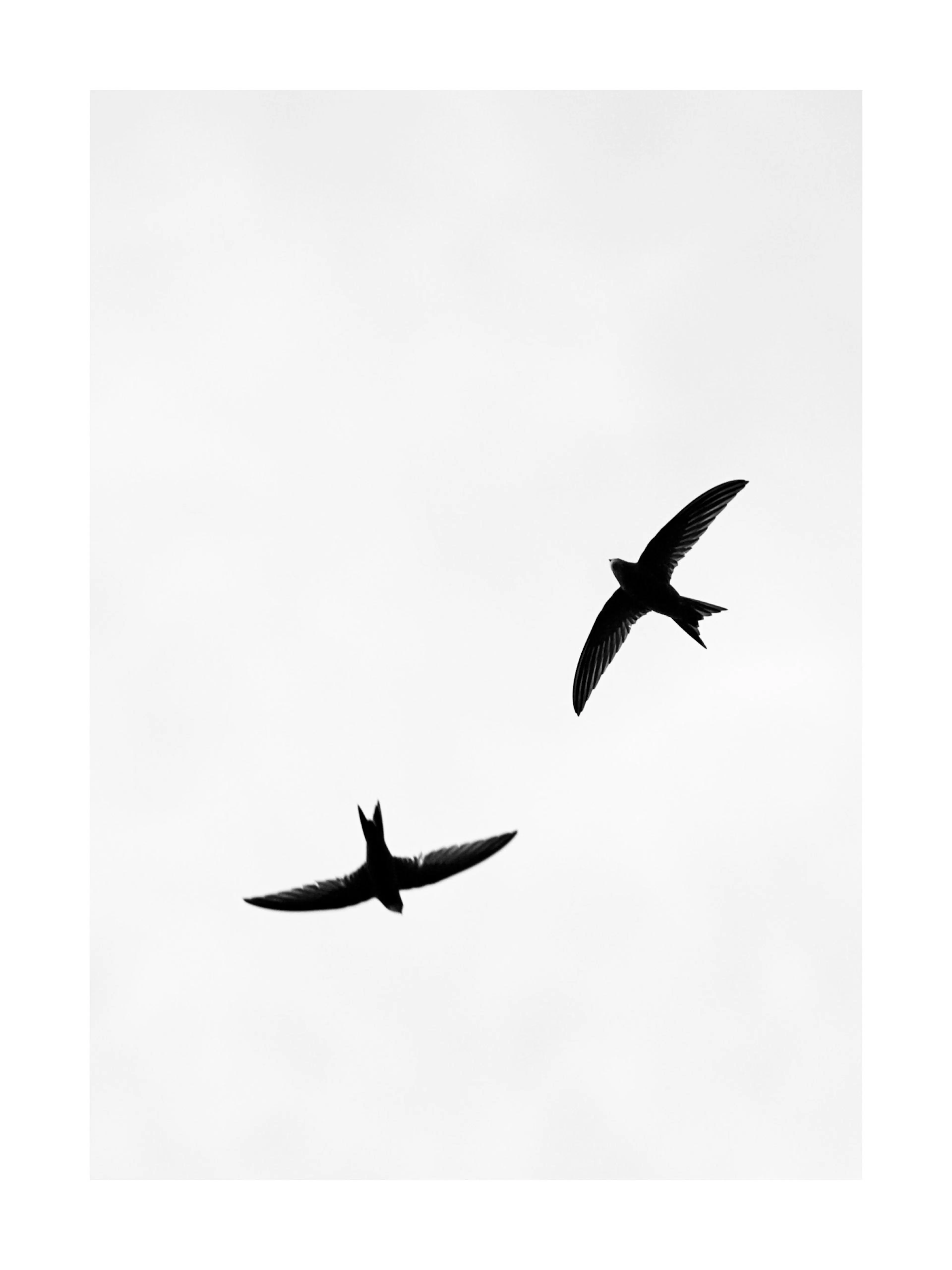 Póster en blanco y negro de dos siluetas de aves volando con alas extendidas contra un cielo claro.