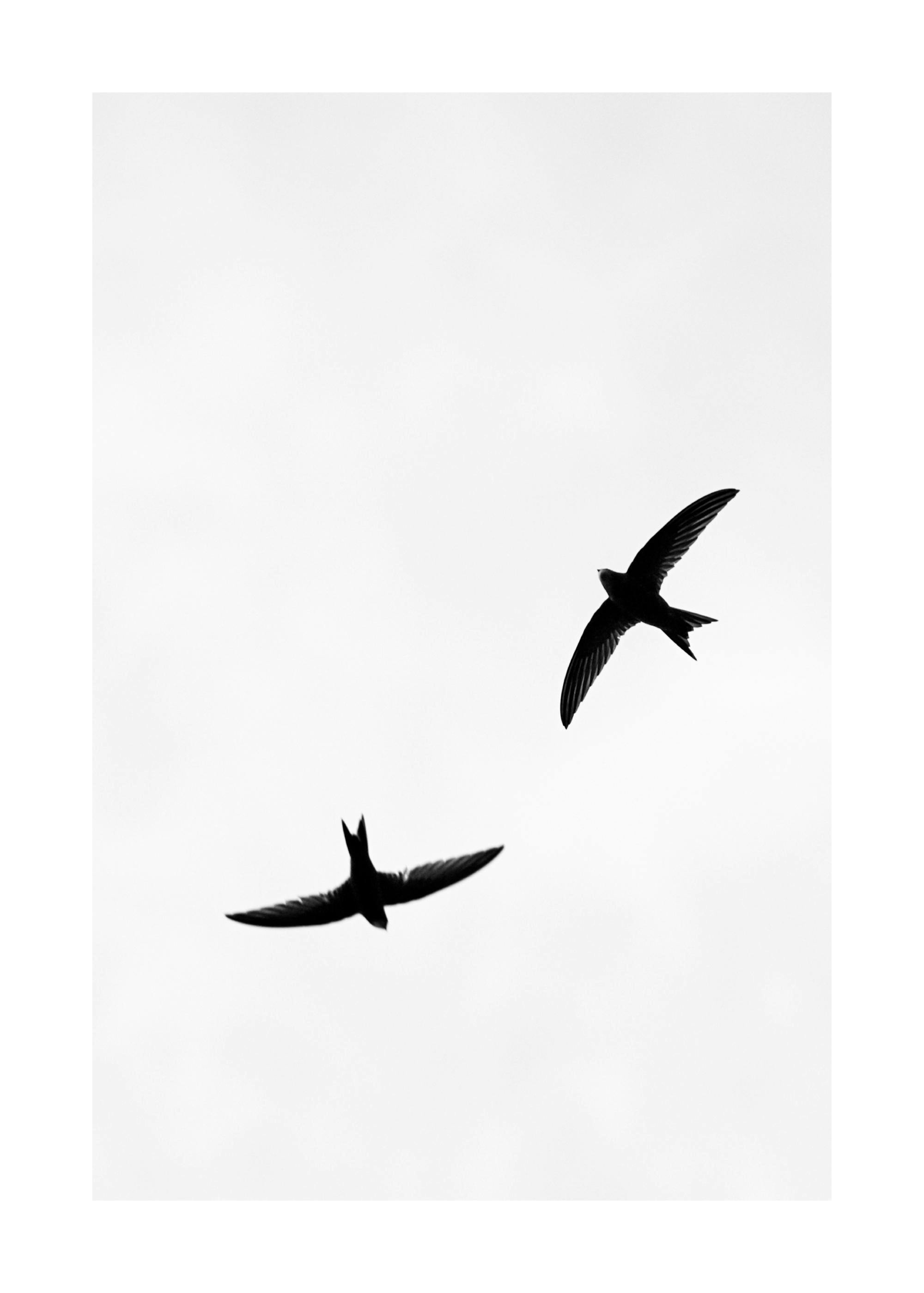 Poster noir et blanc minimaliste de deux oiseaux en vol, leurs silhouettes sombres se détachant sur un ciel clair.