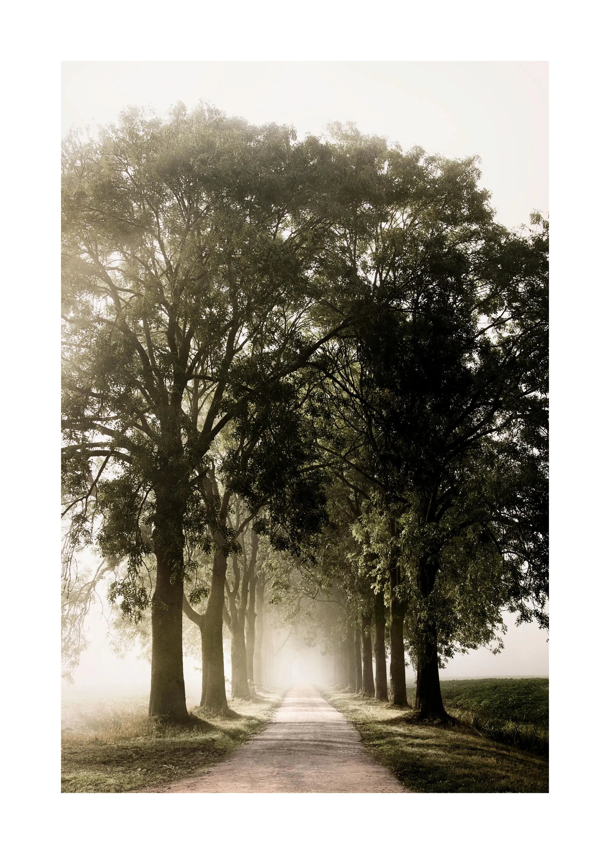 Poster dune allée bordée darbres verdoyants, baignée dans une lumière brumeuse et douce.