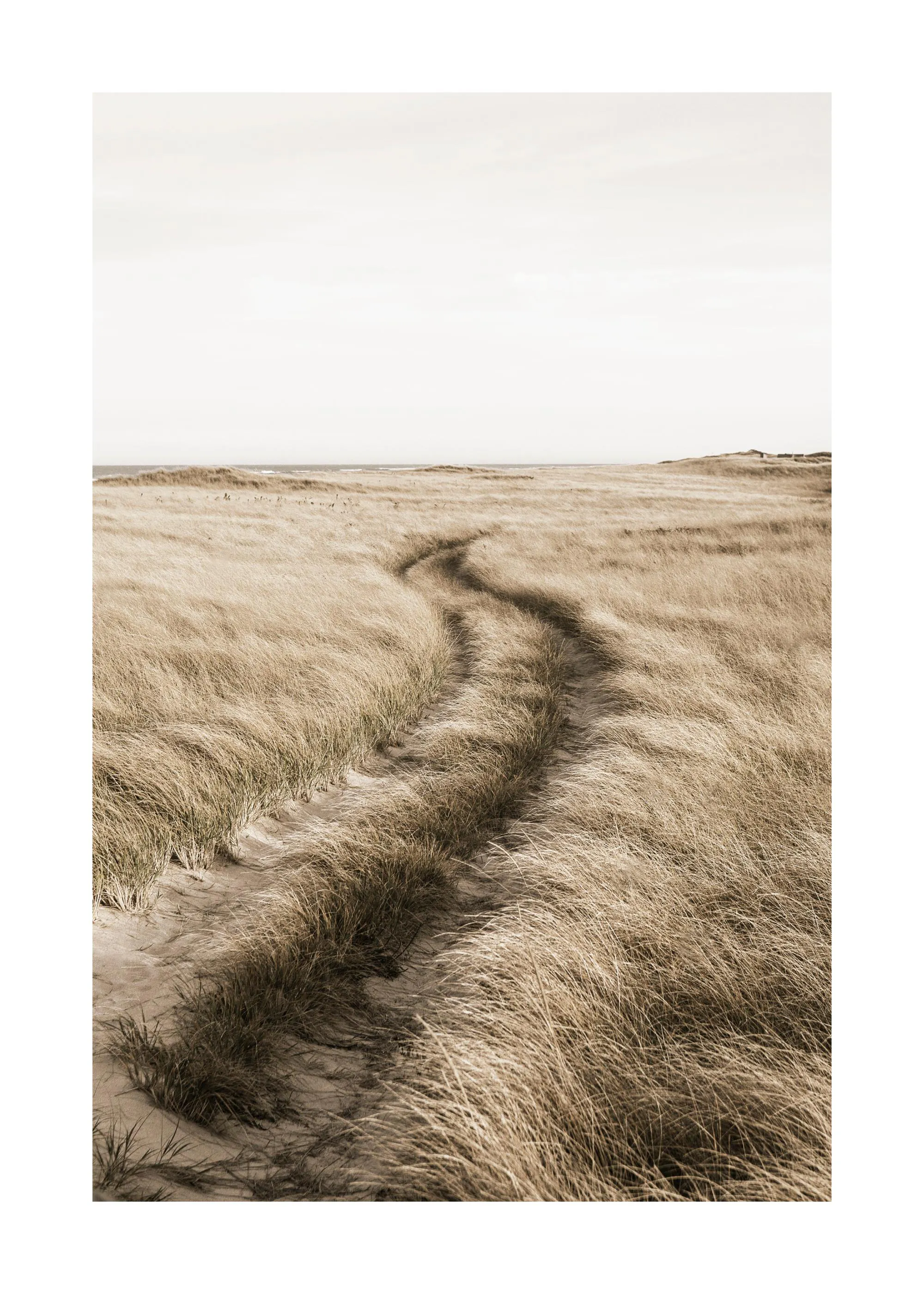 Poster dun chemin sablonneux traversant de hautes herbes sèches et dorées sous un ciel clair.