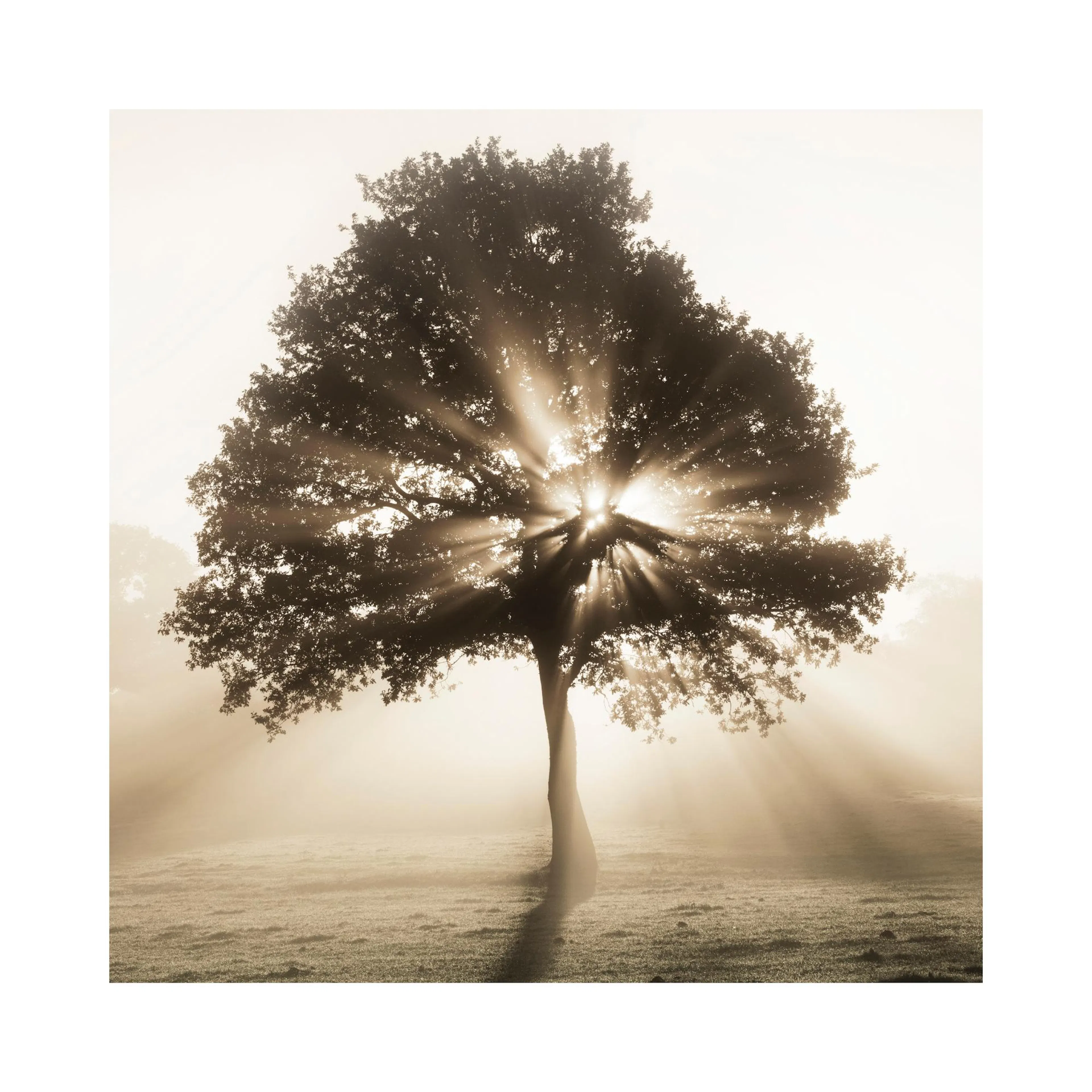 A sepia-toned poster of a lone silhouetted tree in a misty field, with sunbeams radiating through its branches.