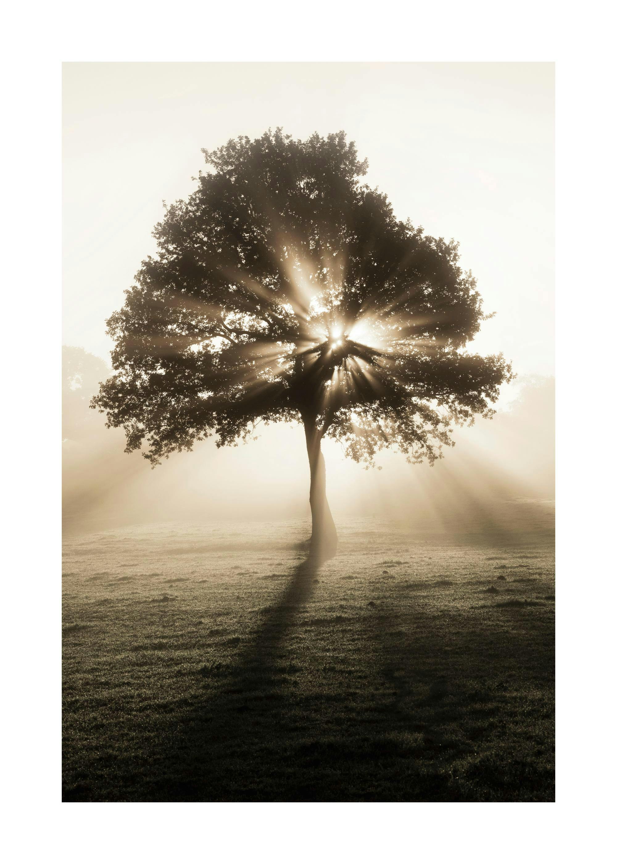 Poster dun arbre solitaire avec des rayons de soleil traversant le feuillage dans un champ brumeux.